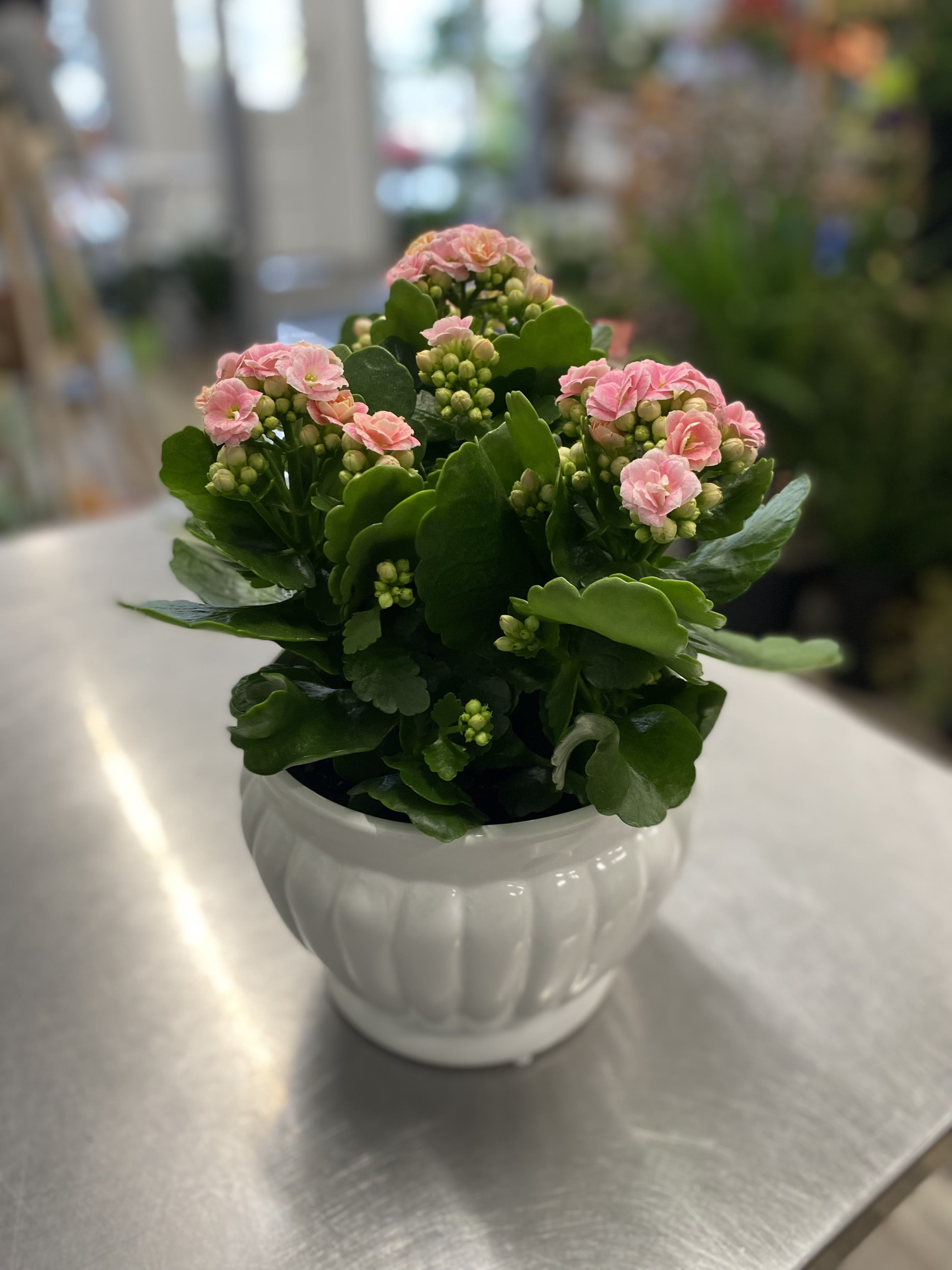 Pink flowering plant in a white ceramic pot