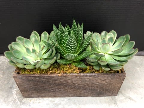 Three succulents arranged in a rectangular wooden planter