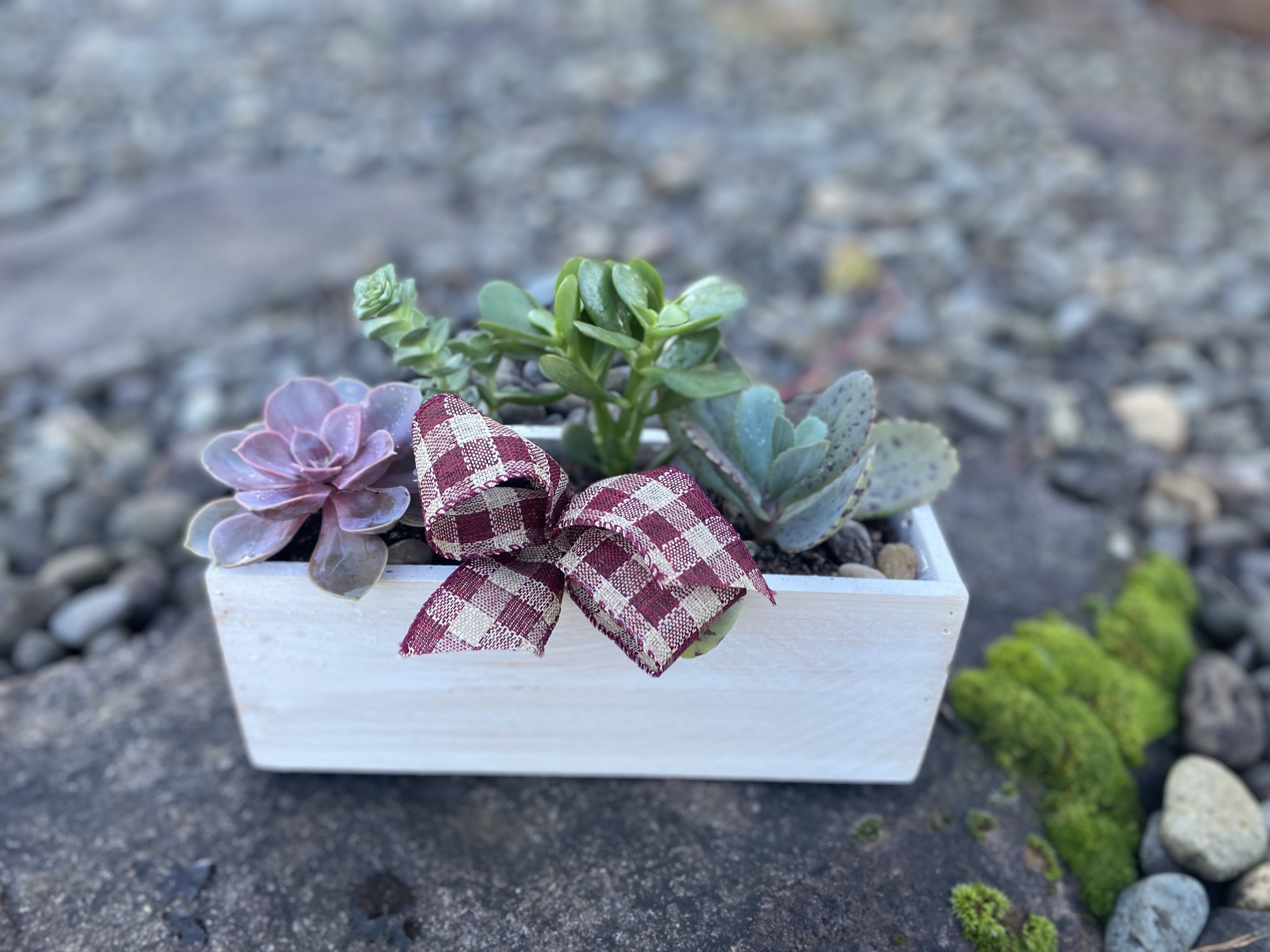 Small succulent arrangement in a white rectangular planter with a plaid ribbon