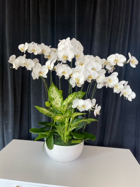 White orchids arranged in a white bowl planter