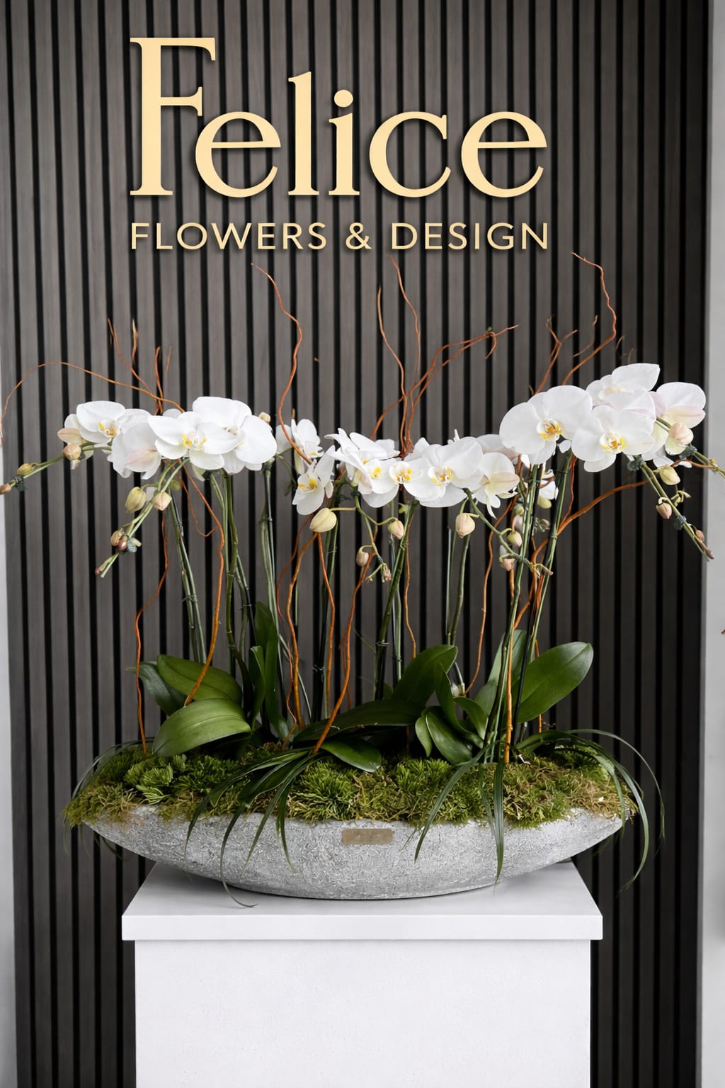 White orchids arranged in a low oval planter with moss