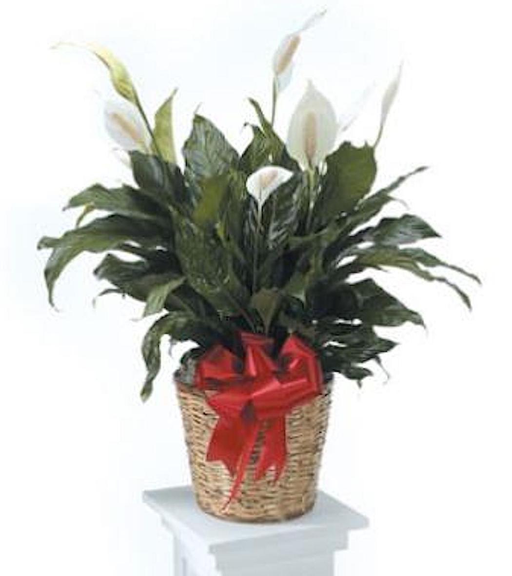 Potted peace lily plant with white blooms in a woven basket with a red bow