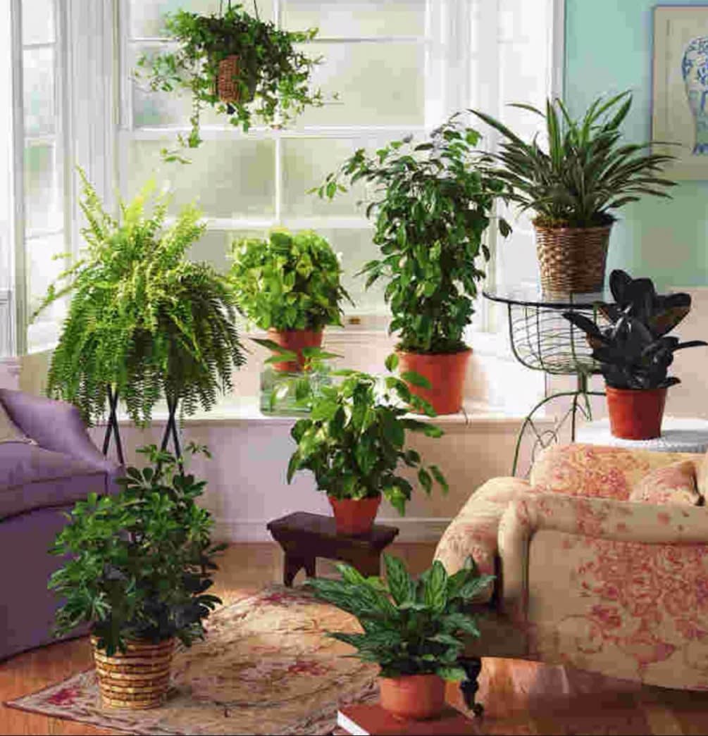Collection of assorted green houseplants in pots arranged around a bright living room window