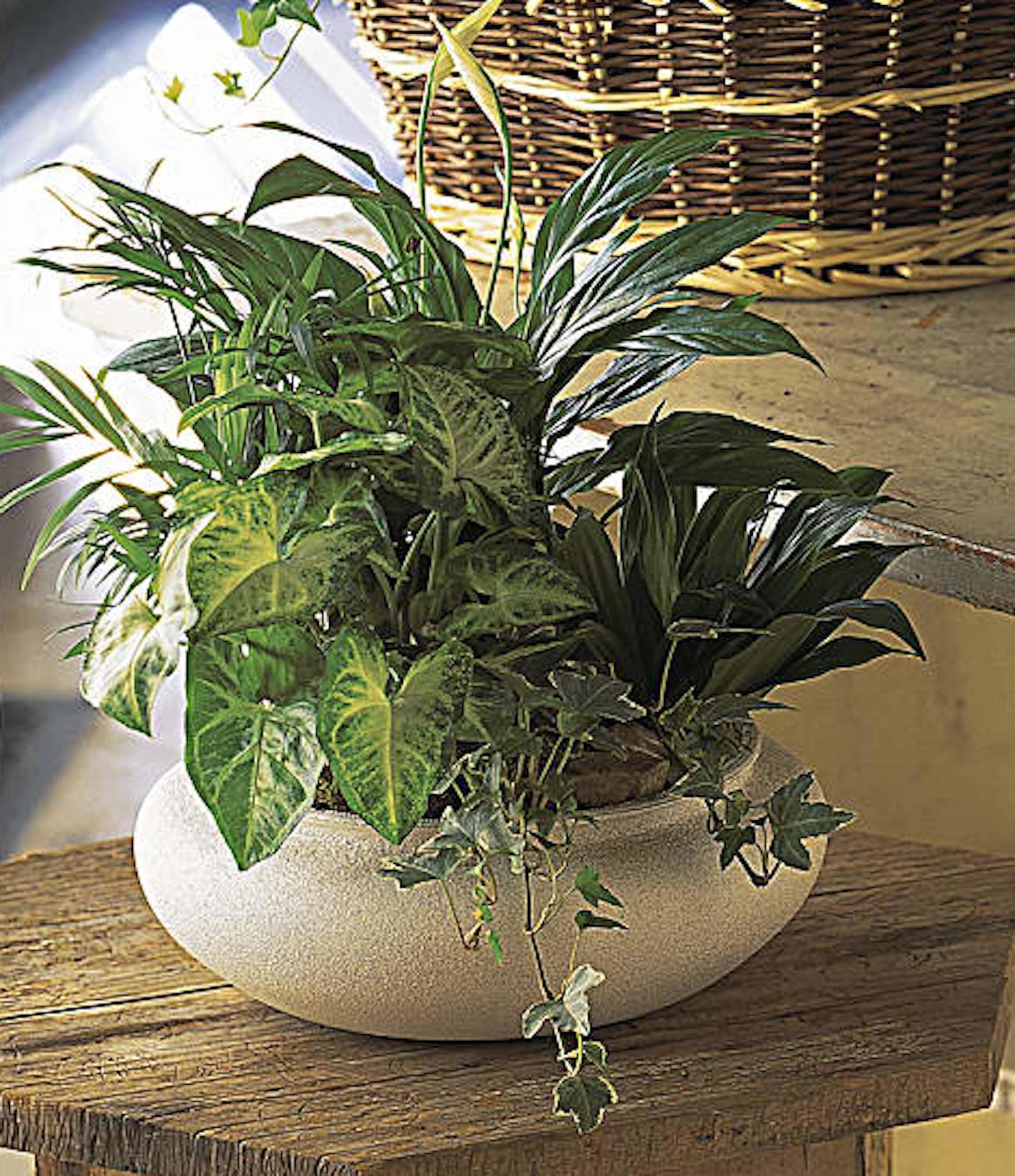 Mixed green houseplants in a low round white planter on a rustic wooden surface