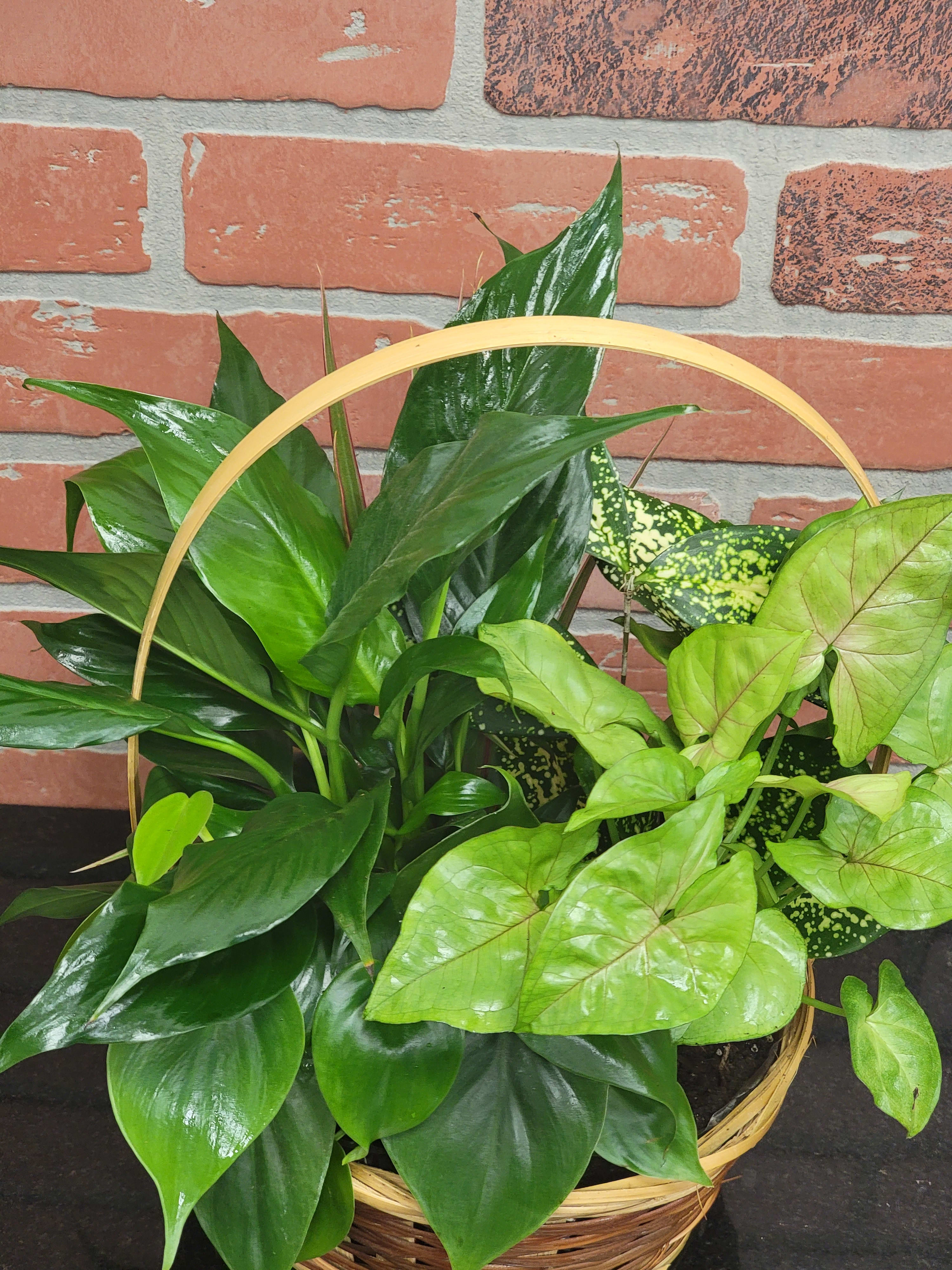 Basket of assorted green houseplants with varied leaf shapes and textures