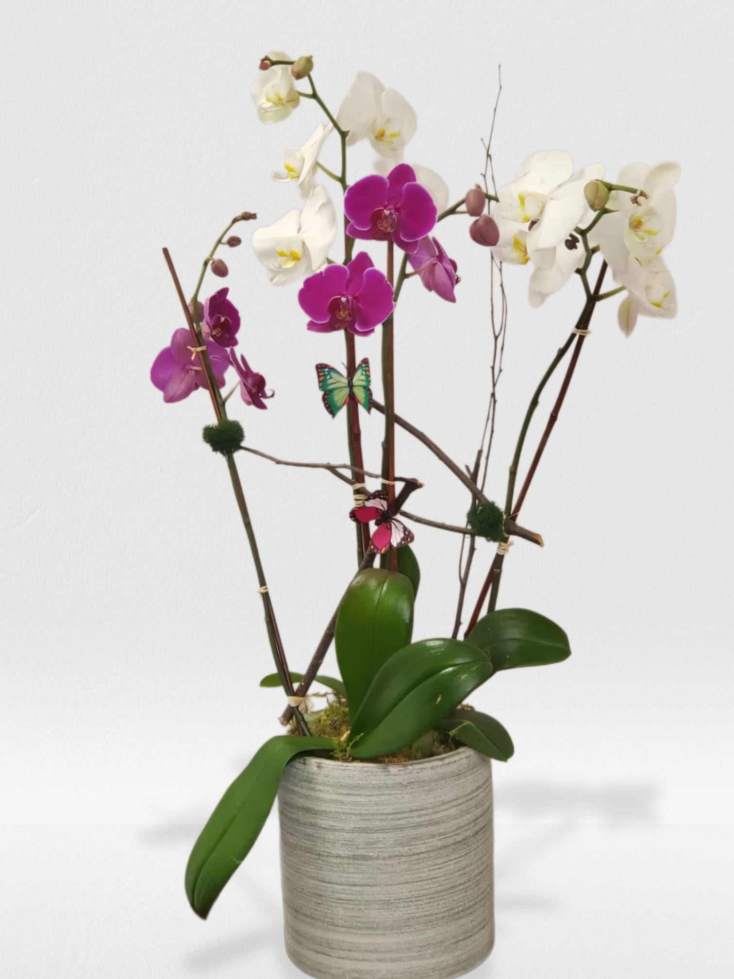 Sophisticated Orchid Plant - Sophisticated orchid plant in a nice container  NOTICE CONTAINER MAY BE DIFFERENT DEPENDING ON AVAILABILITY 
