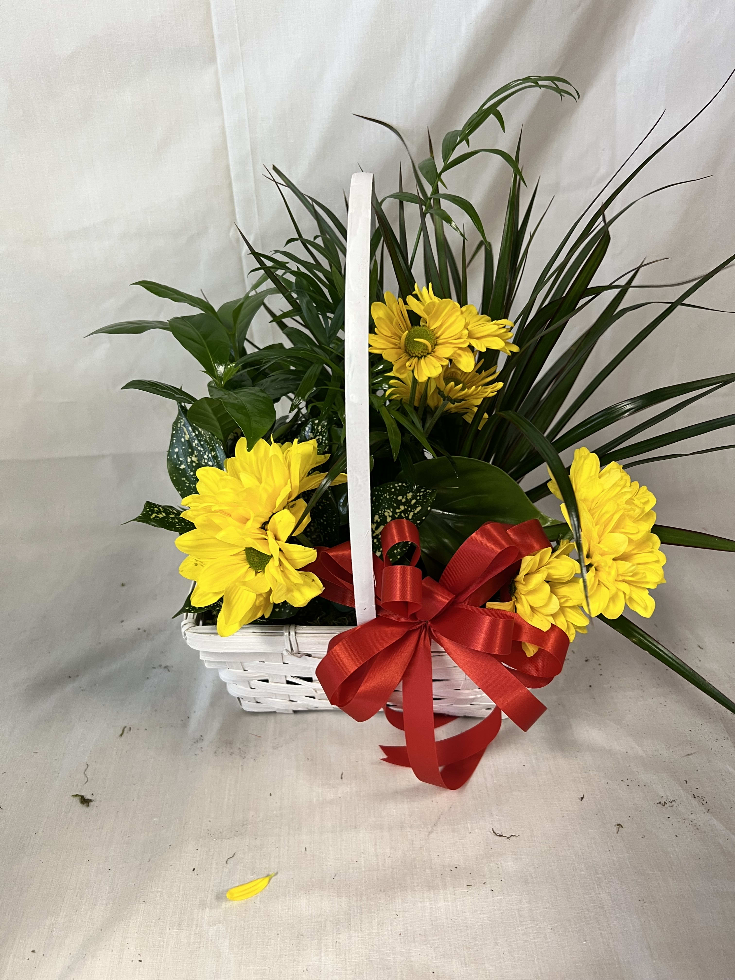 Yellow daisies in a white basket with a red bow
