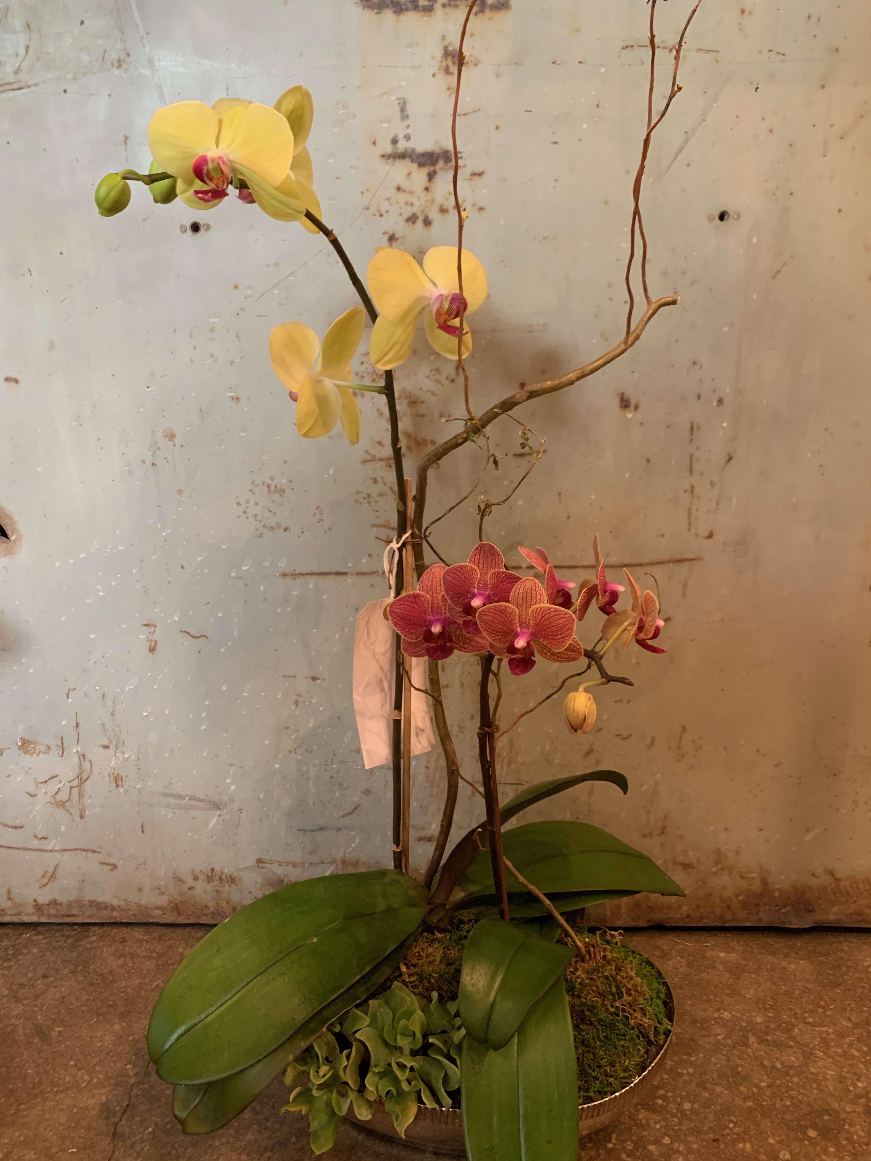 Potted orchid arrangement with yellow and pink blooms