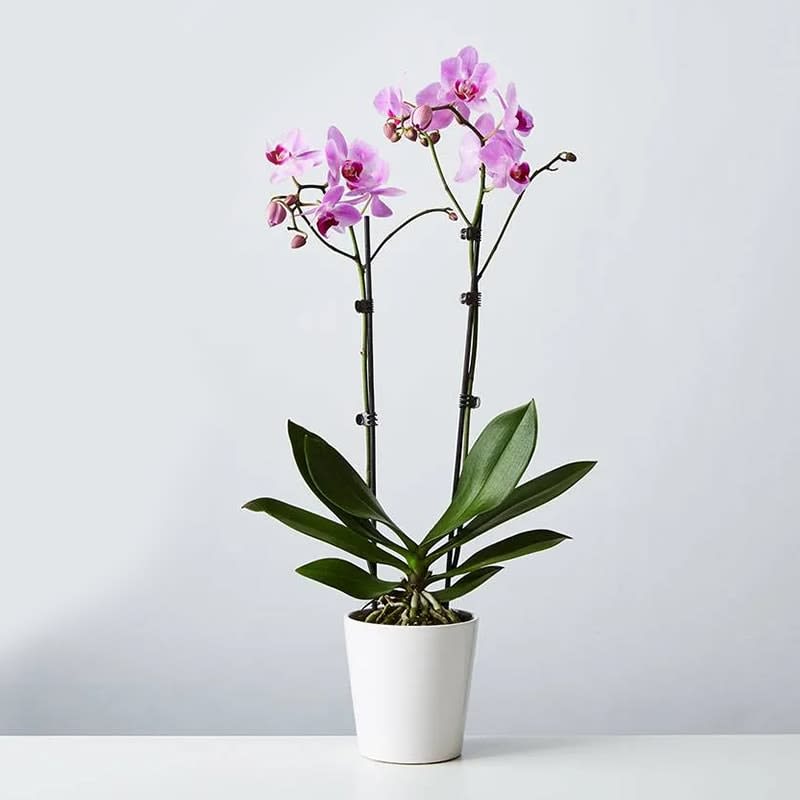 Double Spiked Lavender Orchid - A Double Spike Lavender orchid plant presented in a white ceramic vase.  Orchid Plant Care:  Light - Keep indoors in bright, indirect light. Temp - Maintain 65-80 F. Water - Once per week. Submerge the entire pot in water for 5 minutes, then allow to drain.