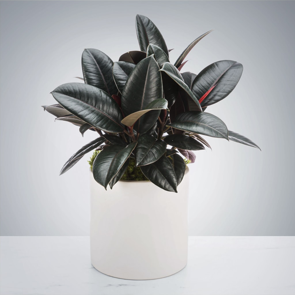 Rubber Plant - A hardy plant that likes filtered light, the rubber plant can also act like an air purifier AND a humidifier. Make sure when gifting that the recipient does not have an animal. Keep away from pets!