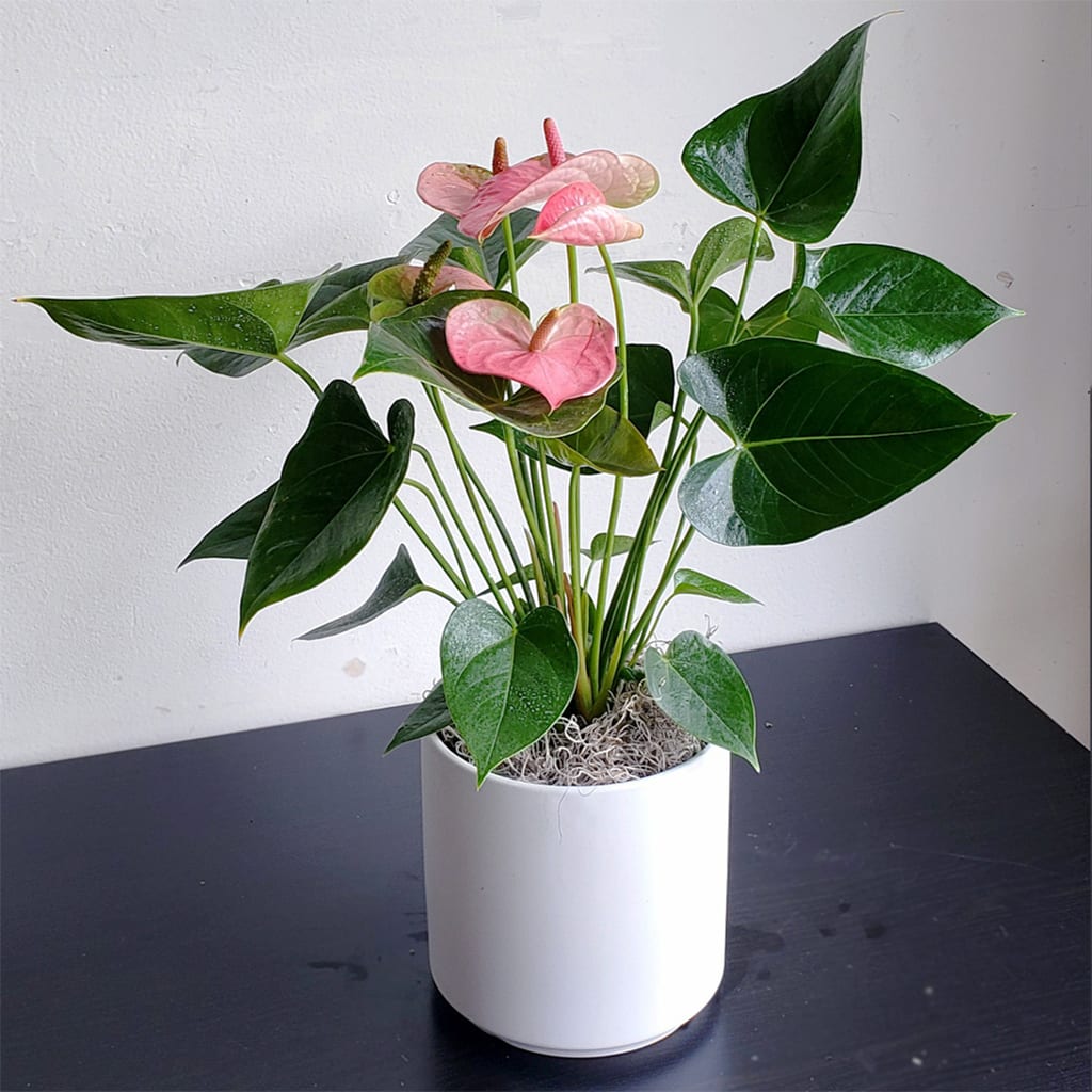 Pink Anthurium Plant - Bright pink Anthurium- flamingo flower. Rarely without their showy blooms, Anthuriums are known as the world’s longest-blooming houseplant. Each bloom can last up to eight weeks, and new ones will pop up often. Anthuriums flourish and bloom best in bright indirect light. The plant is 6" pot that measures 12–16" tall from the soil line to the top of the foliage. 