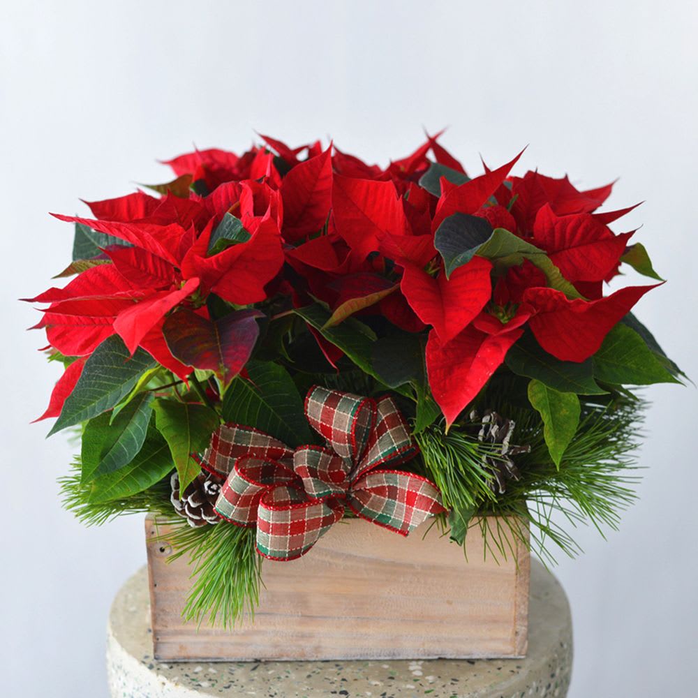 Double Poinsettia Planter - Double Red Poinsettia Garden - Double Poinsettia Planter - Double Red Poinsettia Garden Box. 