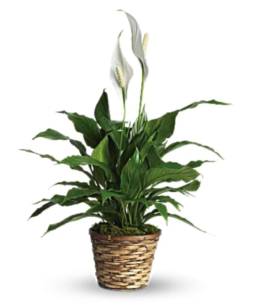 Potted peace lily with white blooms in a woven basket