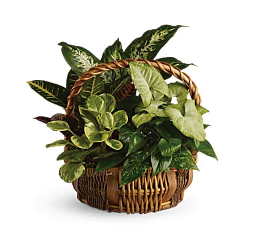 Basket of assorted green houseplants
