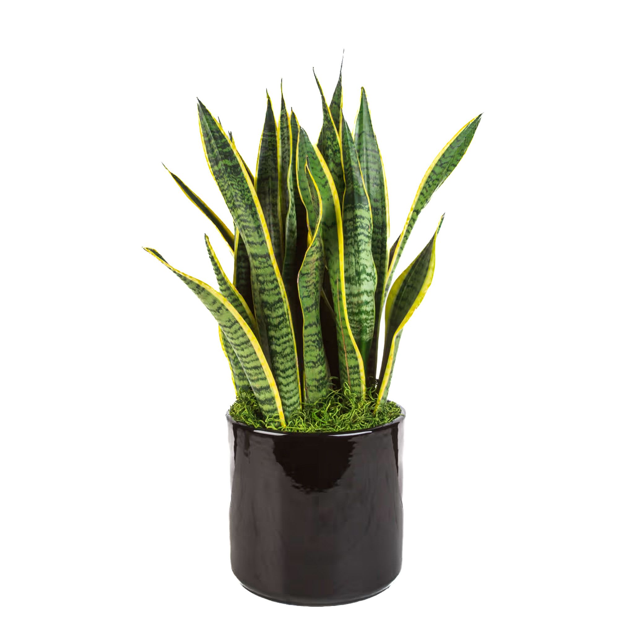 Potted snake plant in a black ceramic container