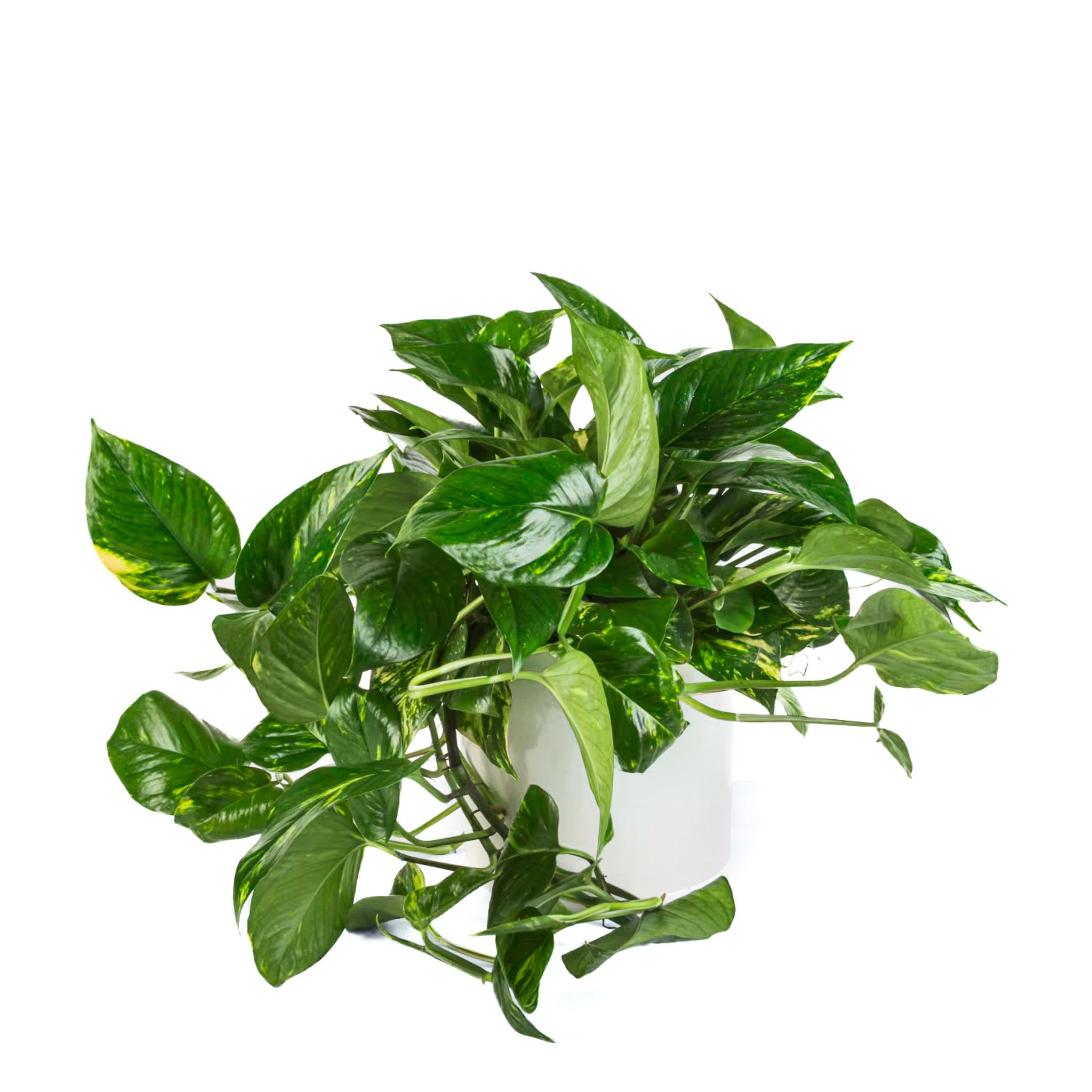 Potted pothos plant with trailing green leaves in a white container