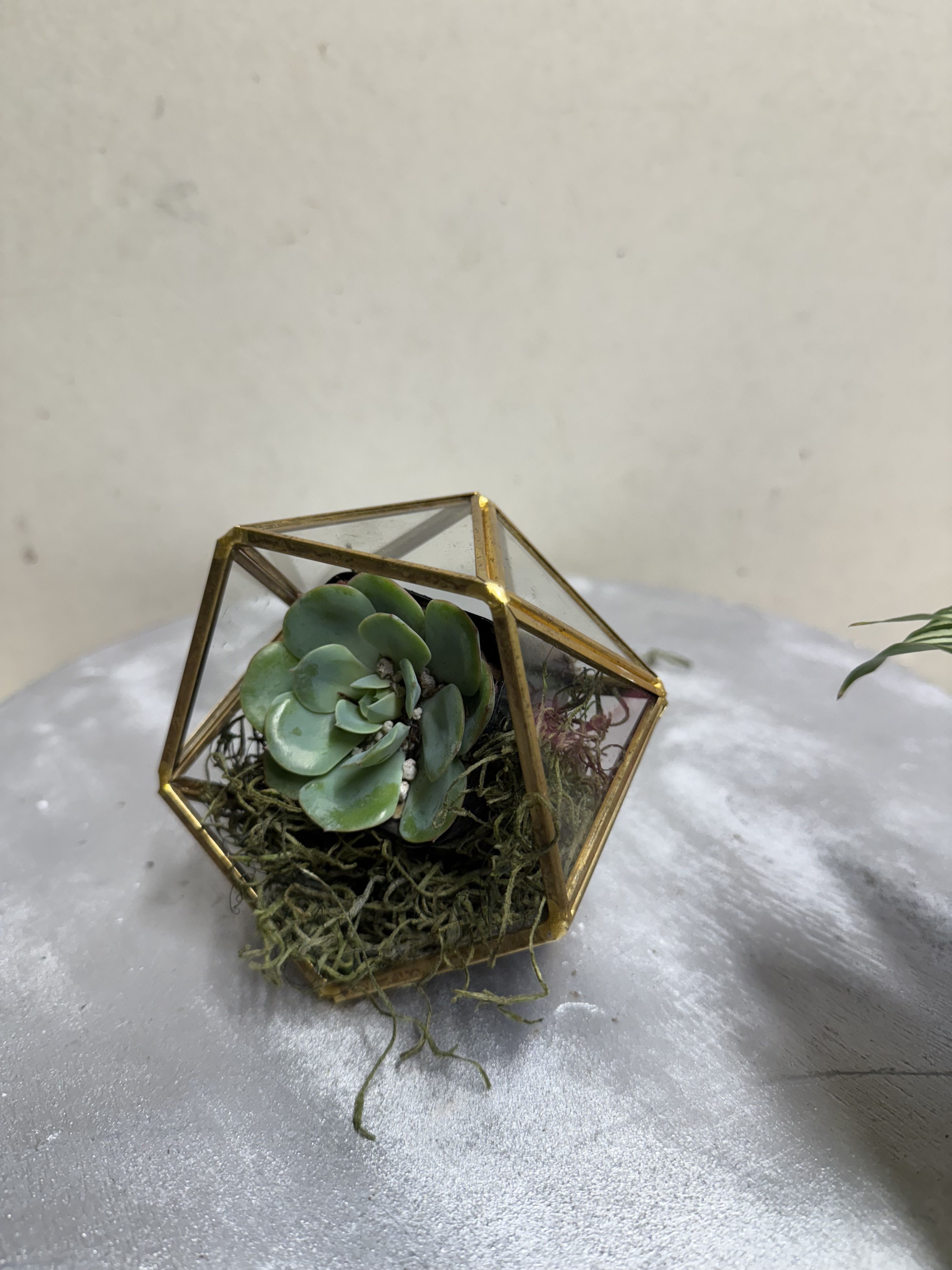 Geometric Succulent Gift  - A brass and glass geometric shape with succulent or air plant!  Add a fairy character accent with deluxe or premium upgrade! 