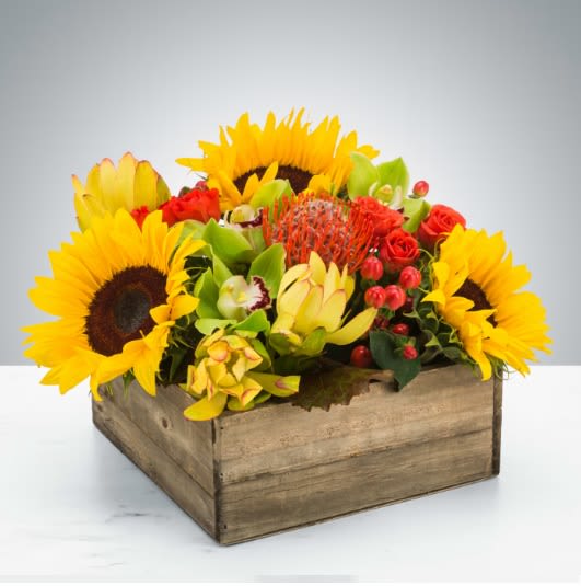 Picnic by BloomNation™ - Summer in a box! Everybody loves a picnic! Featuring sunflowers, a pincushion protea, and cymbidium orchids, this arrangement is a great option to send to somebody celebrating the summer season.  Approximate Dimensions: 12"D x 8"H