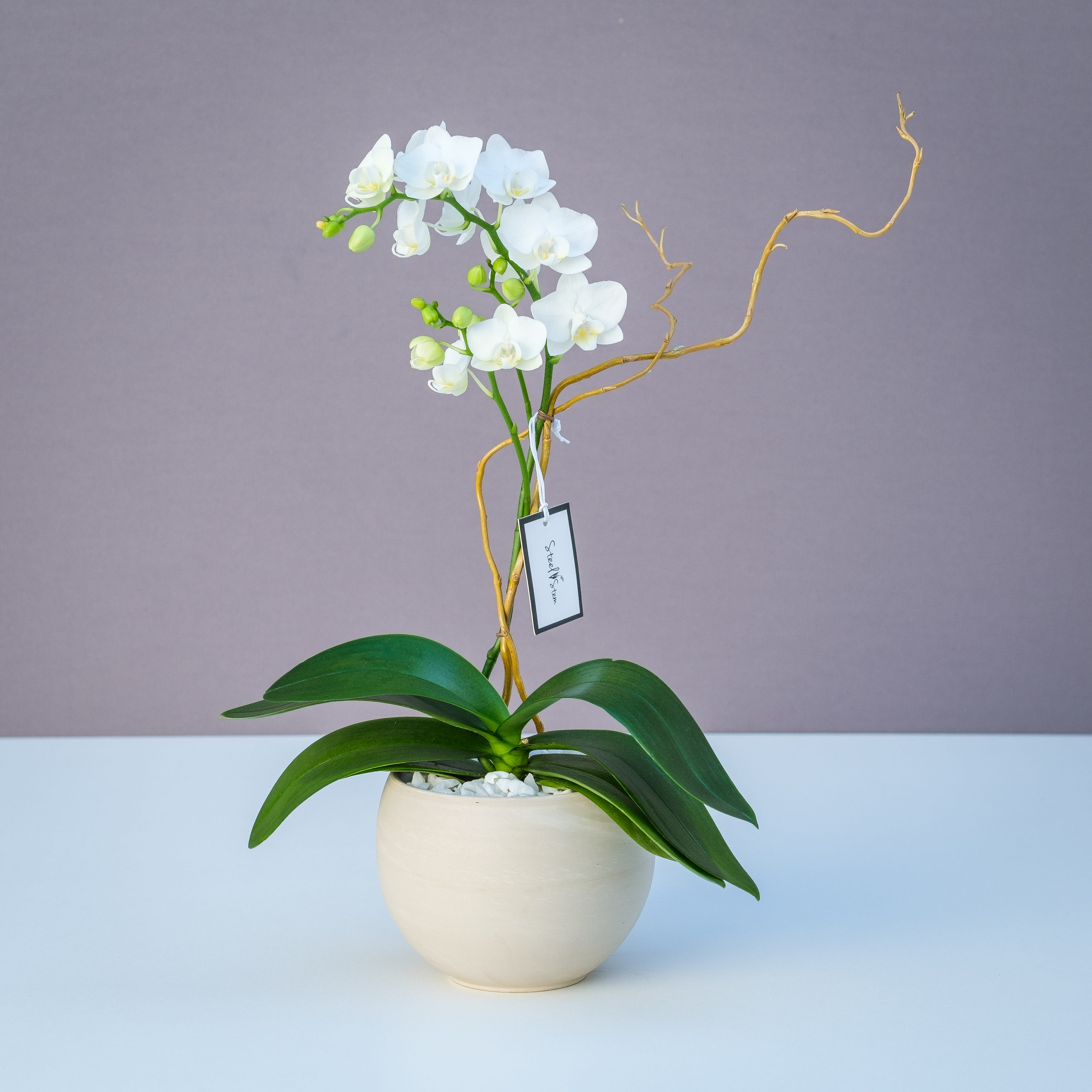 White orchid plant in a cream pot with twisting branches