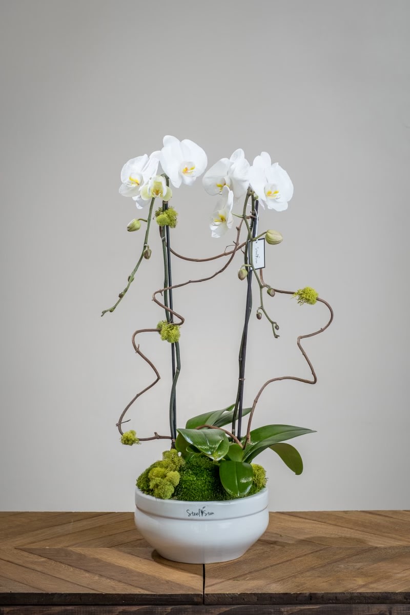 Whimsical Orchids - Two sky-high, premium cascading orchid plants tower above a simplistic white ceramic vessel and it is elegantly accented with green moss and swirls of natural branching for a whimsical look and feel.  Measures approx.  16'W x 20'H