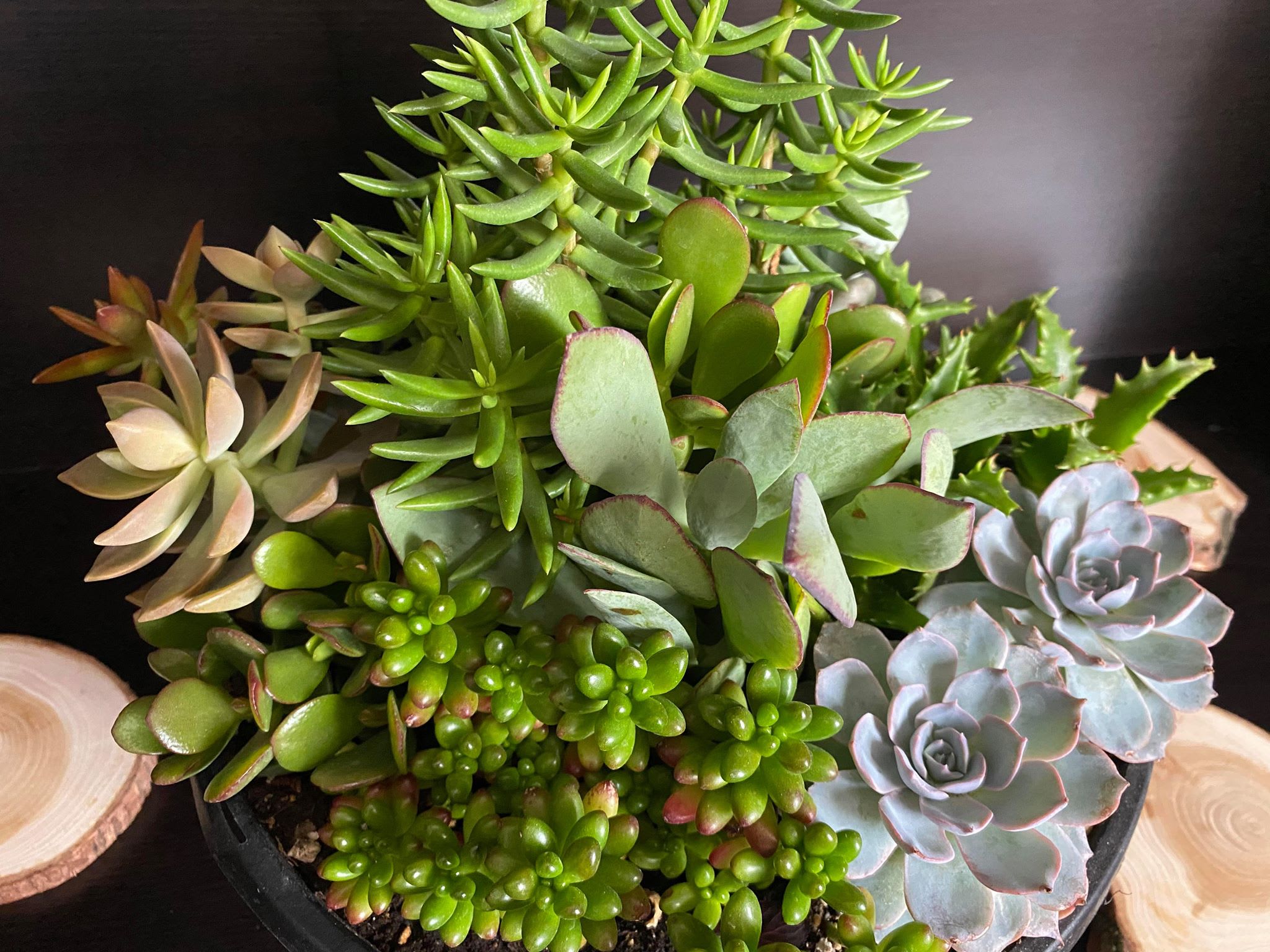 Assorted succulents in a shallow black pot