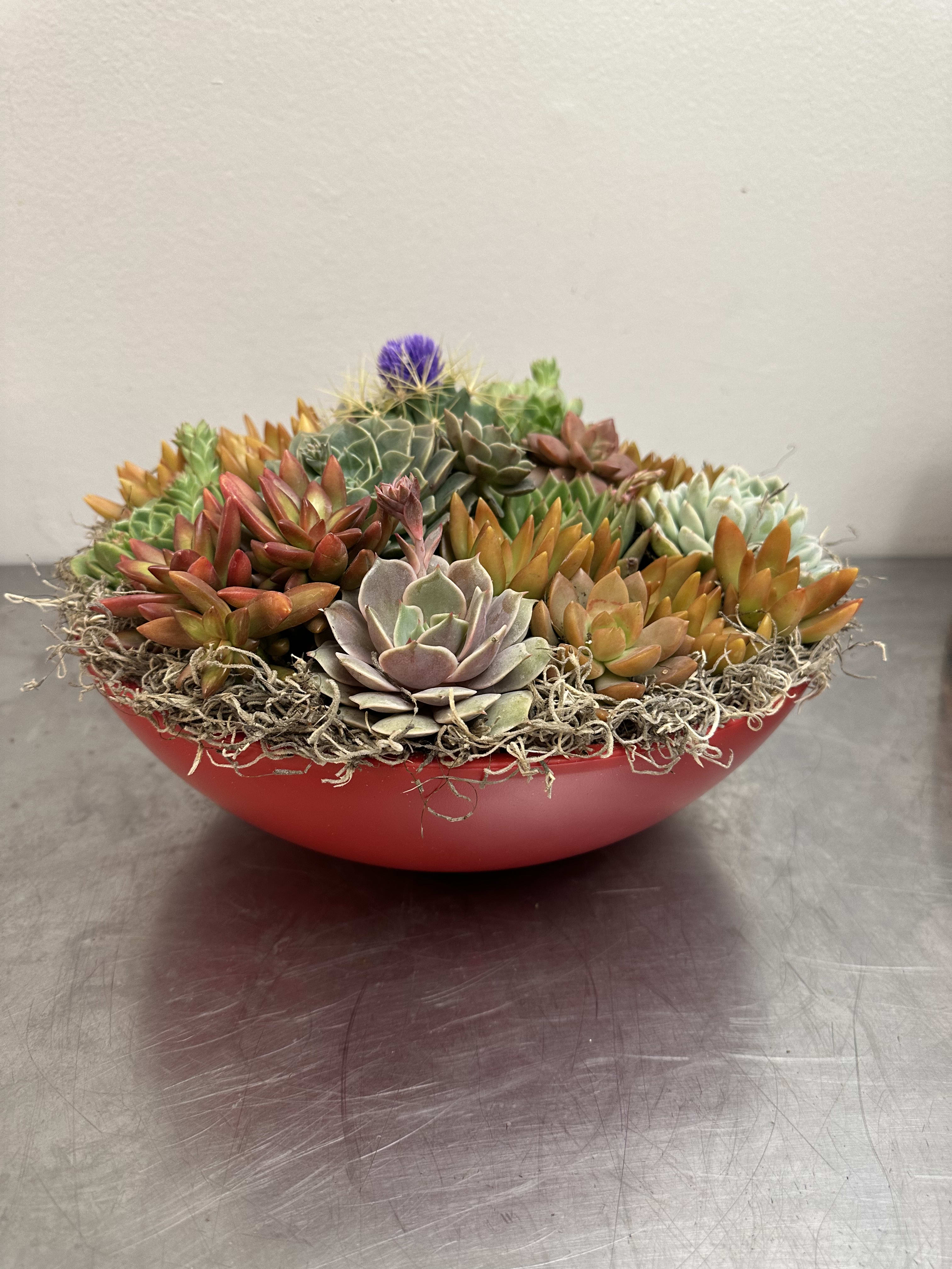 A shallow red bowl filled with assorted succulents