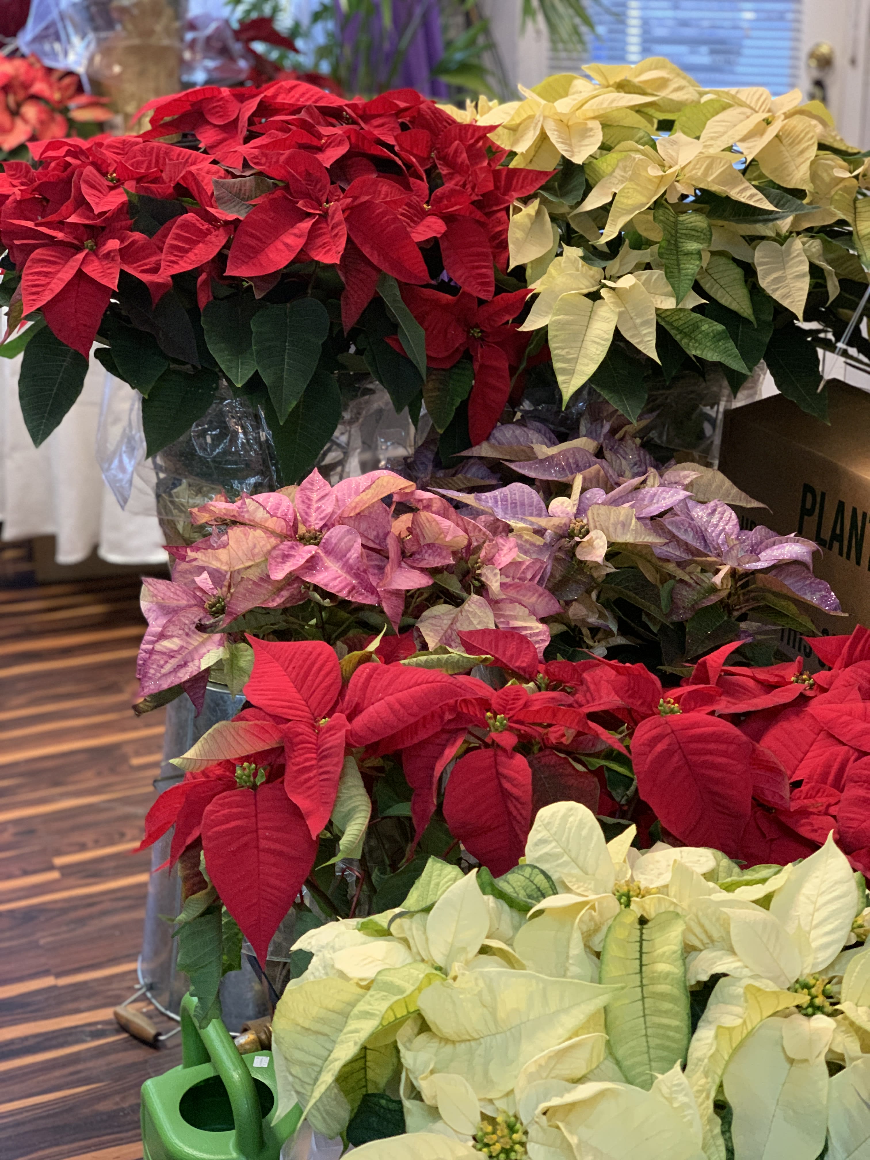 Clusters of red, pink, and cream poinsettias in pots