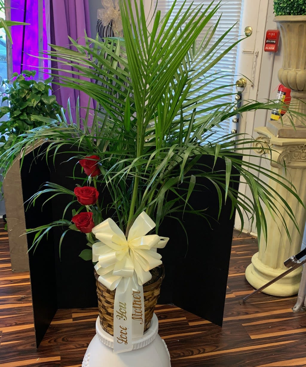 Potted palm arrangement with red roses and a cream ribbon bow
