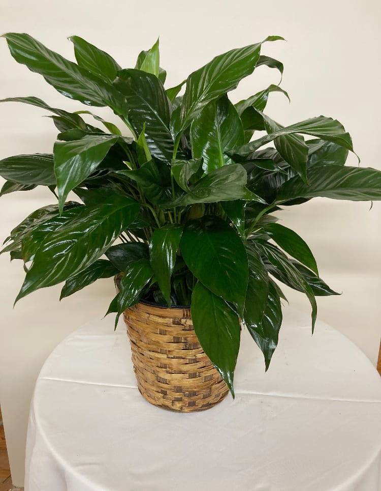 Spathiphyllum Plant - A tall reaching spathiphyllum plant in 8" container, also known as a peace lily, set in a basket and adorned with a bow (not pictured). Add cut flowers for $10 extra (deluxe) Peace Lily's are easy to grow and are known for their air toxin removing properties. Send the gift of greenery! 