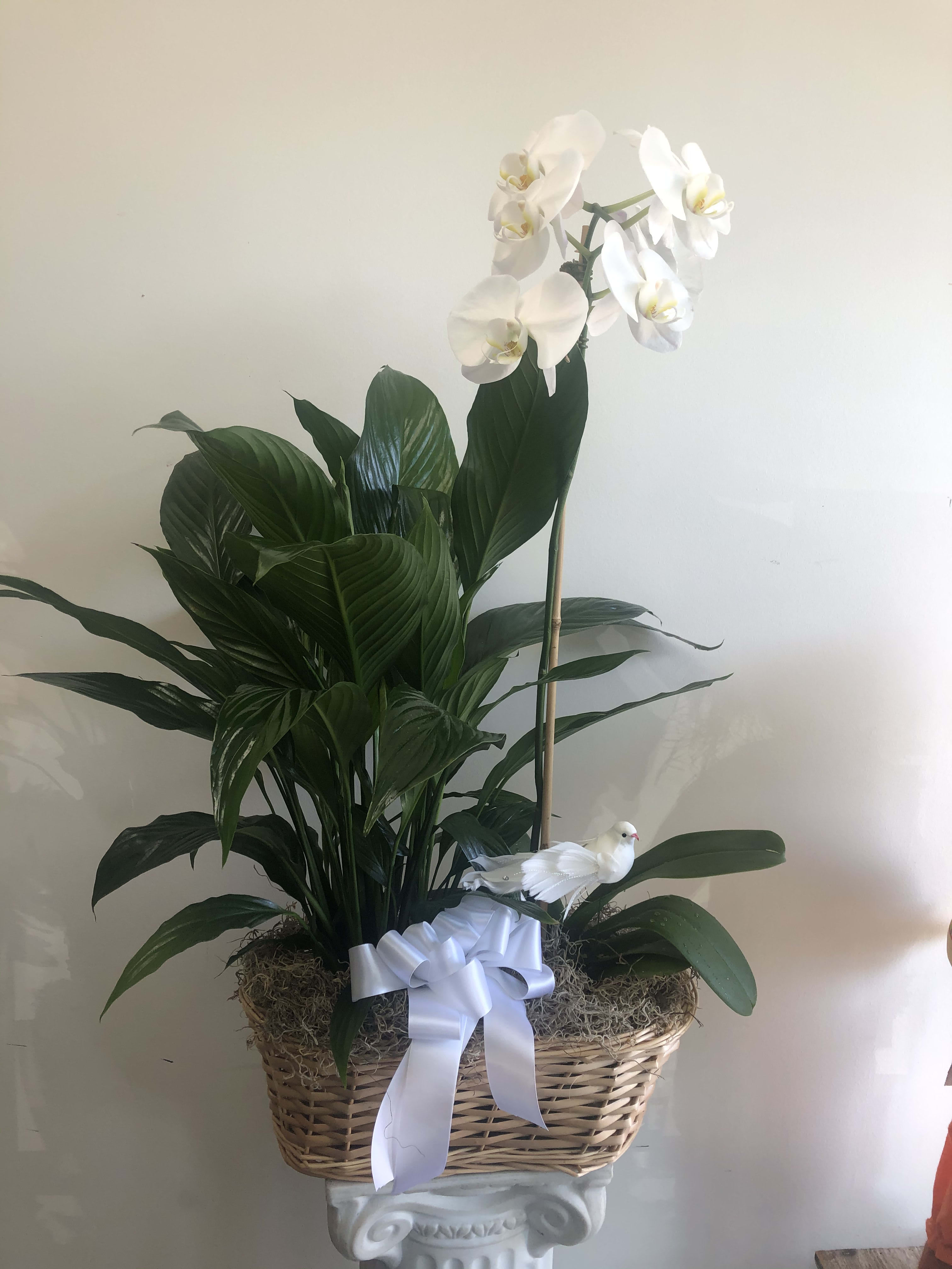 White orchid plant in a wicker basket with a ribbon and decorative bird
