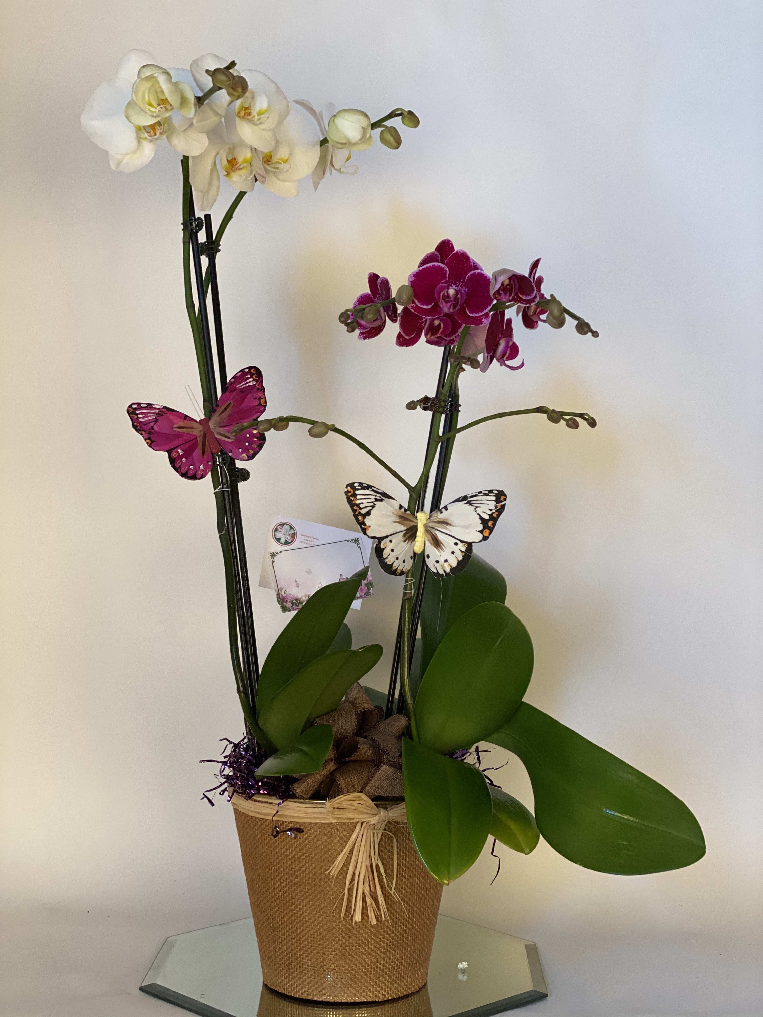 Two orchid plants in a woven basket with decorative butterflies