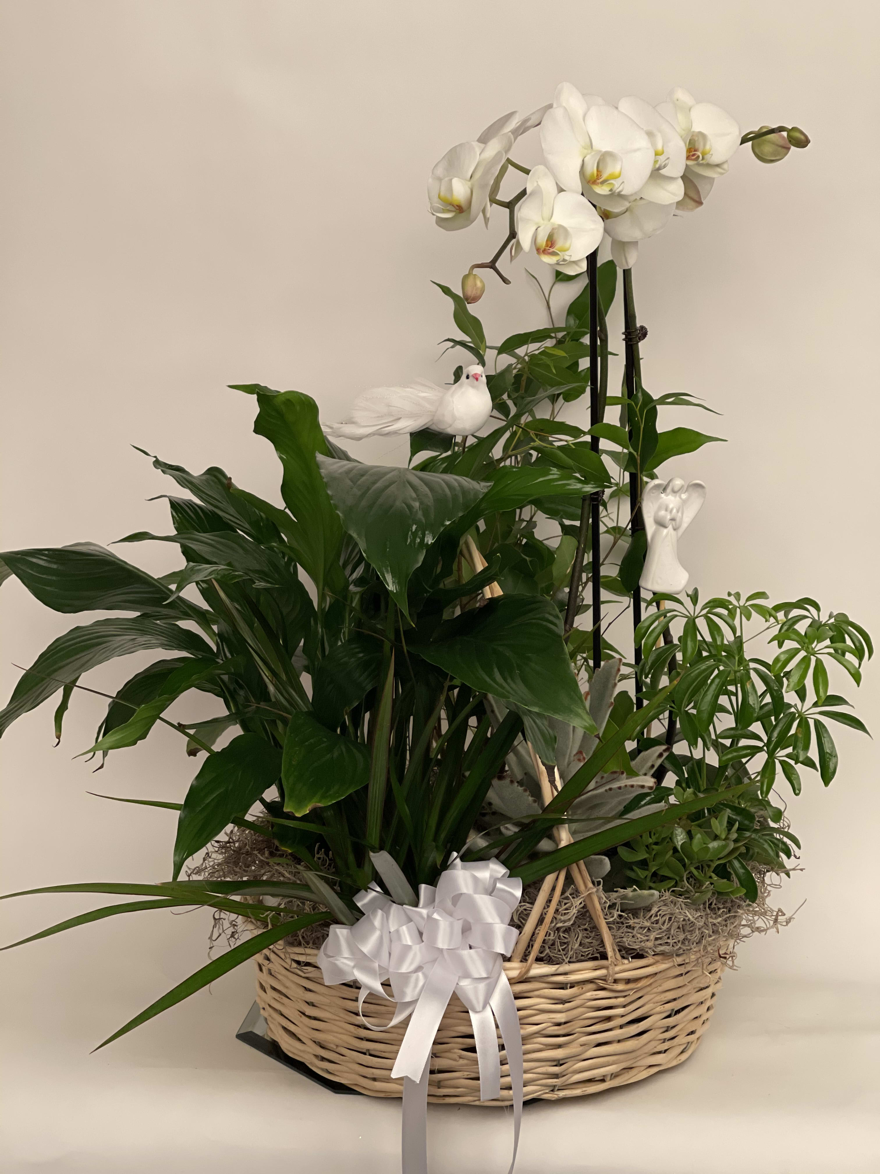 White orchid plant arrangement in a wicker basket with a ribbon