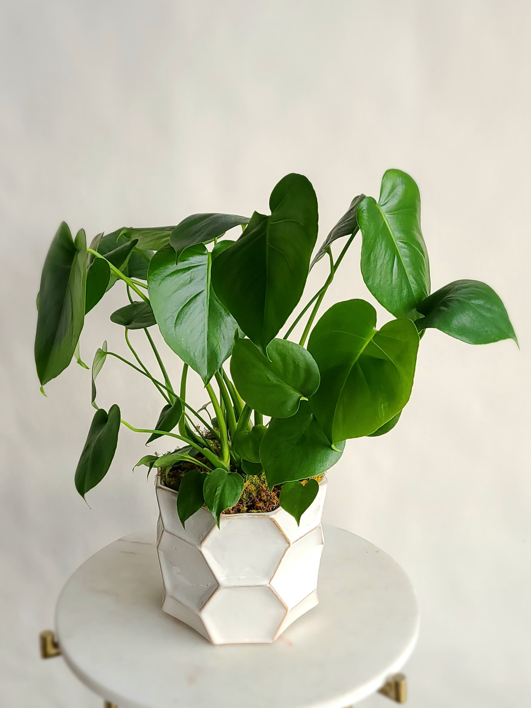 Green Plant - We have a wide range of easy-care plants available throughout the year, such as Bird's Nest Fern, Croton, Philodendron, Dracaena, and various tropical options. Plants will be placed in simple and stylish container and dressed with moss. Some variability in containers is possible.    We occasionally carry rare varieties of plants.  Please call the shop with specific needs.   