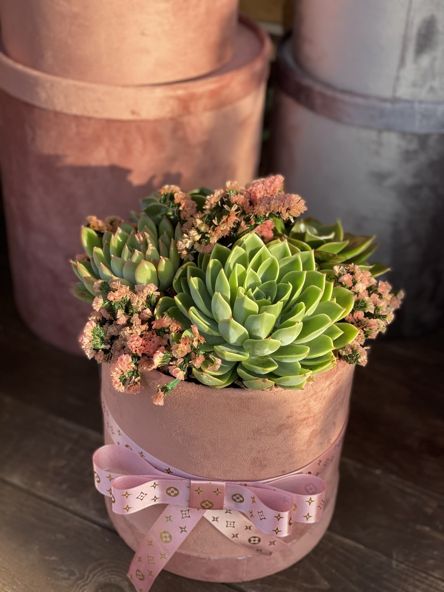 Succulent Arrangement  - Succulent Arrangement 
