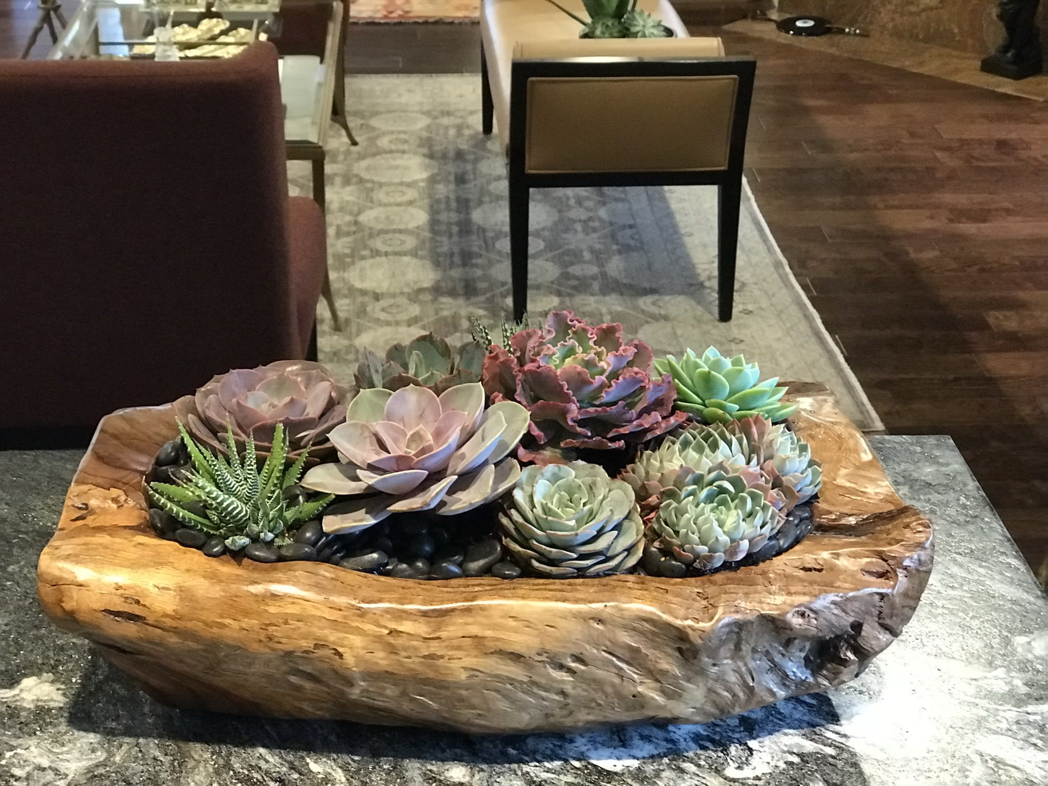 Perfect Gift - Teak wood container with a rich assortment of succulents nicely designed 