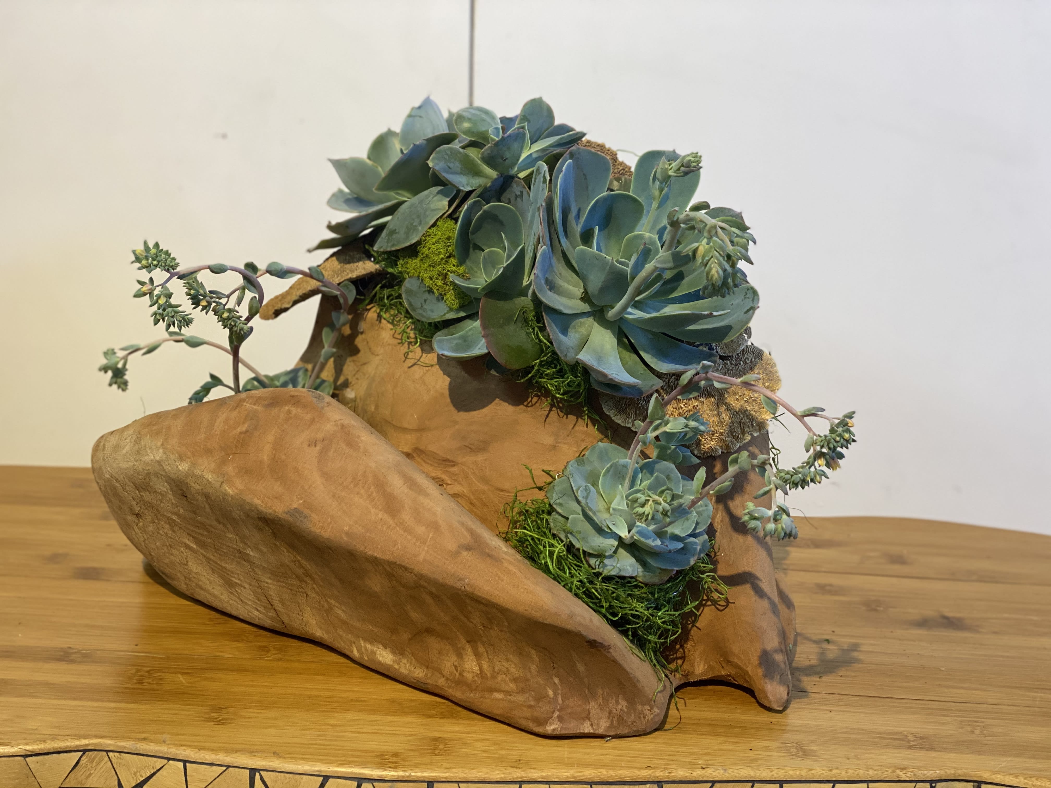Piece of Arizona - Unique wood piece adorned with large succulent clusters with preserved mushrooms and Spanish mood moss