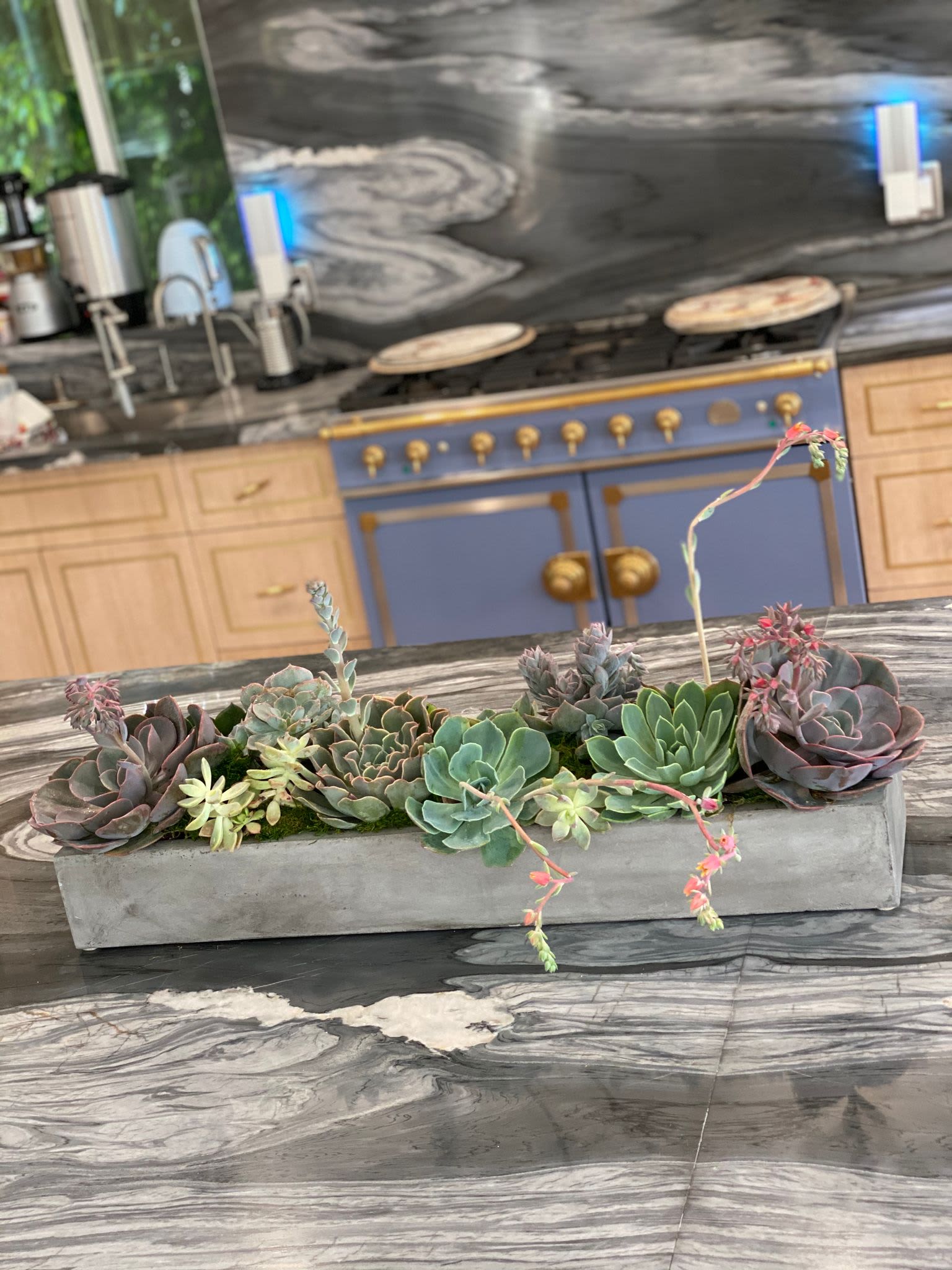 Organically Succulent  - A stunning blend of large, medium, and small succulents in varying shades of vibrant green, arranged beautifully on a sleek cement base. This captivating table scape adds a touch of natural elegance with subtle pops of color, perfect for any space. Whether it’s a modern living room, cozy dining area, or home office, this arrangement brings tranquility and a refreshing energy to your home. A must-have for those who crave timeless, low-maintenance beauty.
