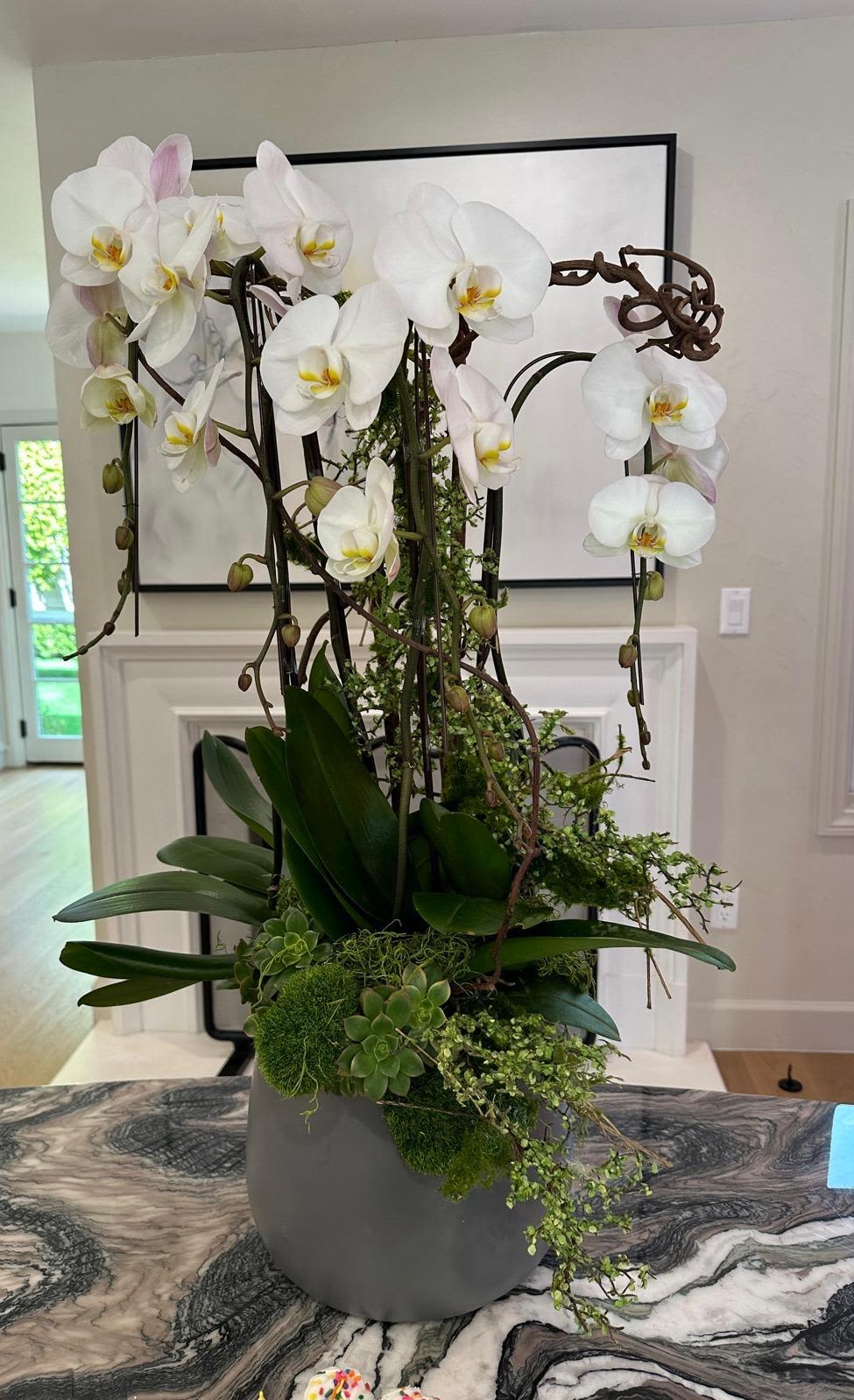 Nature's Elegance - A stunning arrangement featuring vibrant white orchids gracefully perched on a cement-inspired base, surrounded by lush green moss and delicate succulents. This sophisticated, eco-friendly design makes for the perfect gift, blending natural beauty with timeless charm.