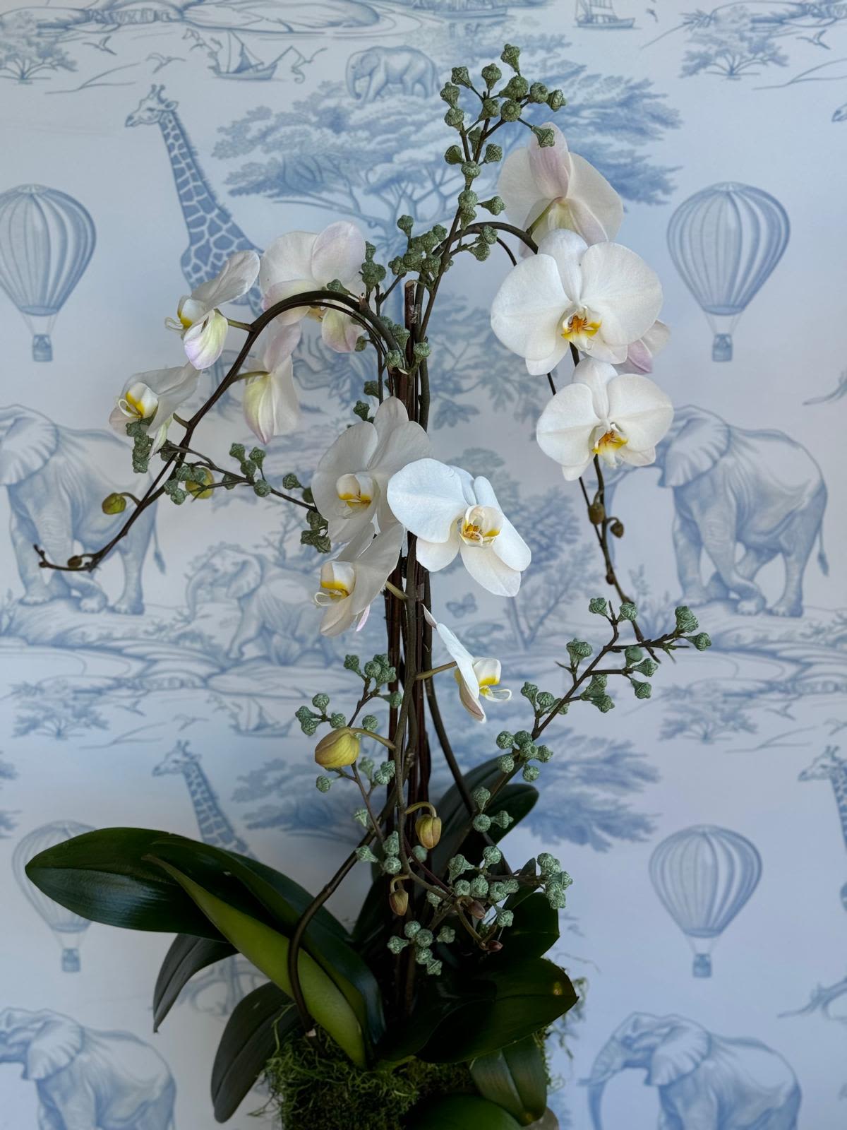 Earthly Elegance -  A stunning arrangement of white orchids set atop a rich, moss-covered base. The natural texture of the moss enhances the orchids' beauty, creating a sophisticated yet grounded design. Perfect as a thoughtful and unique gift for any occasion.