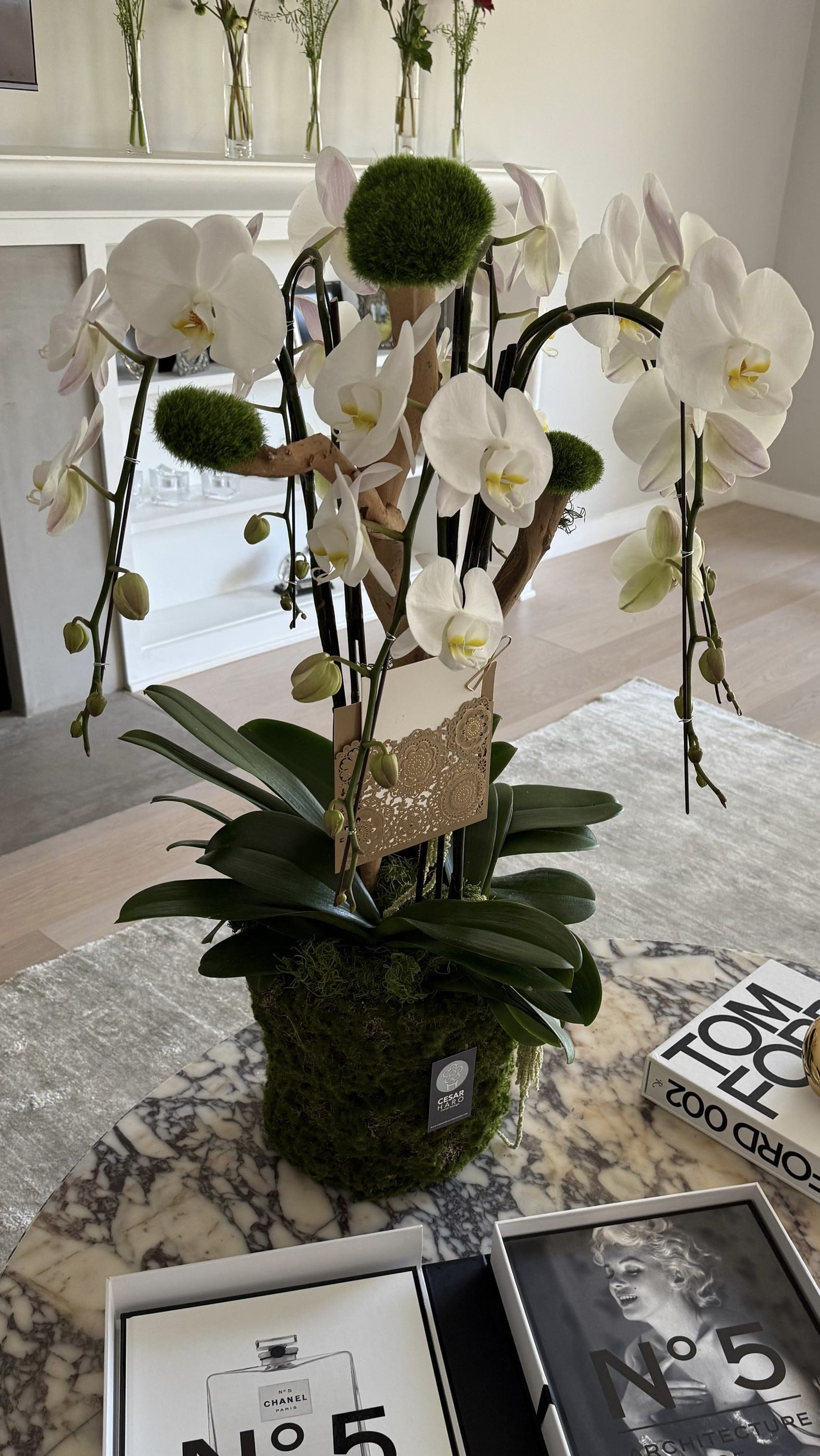 Organic Orchid  - Simple but not basic orchids plant nicely arranged in a container wrapped with green mood moss 