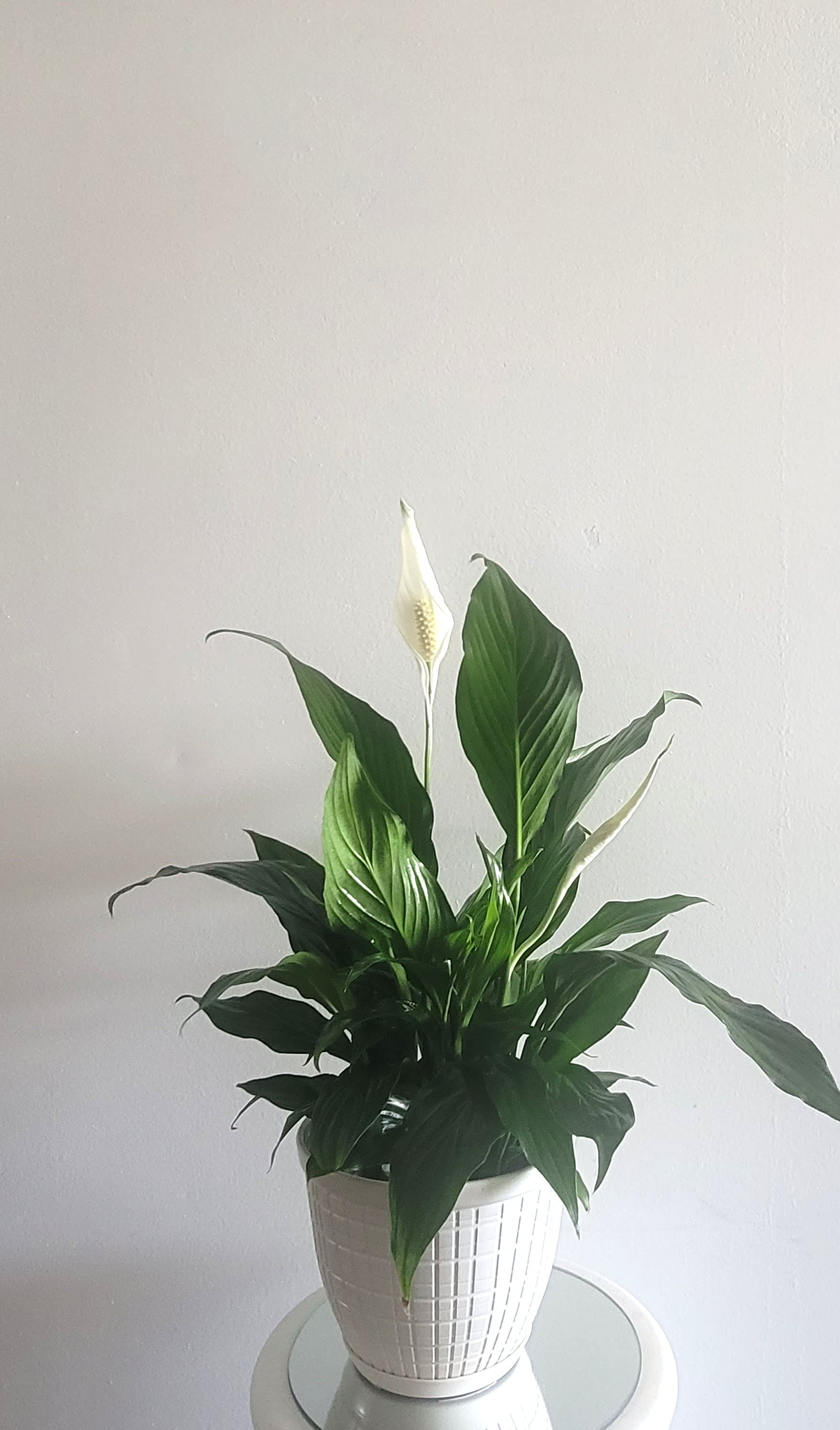 Potted peace lily with white blooms in a white planter
