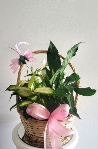 Basket of green houseplants with pink ribbon bows