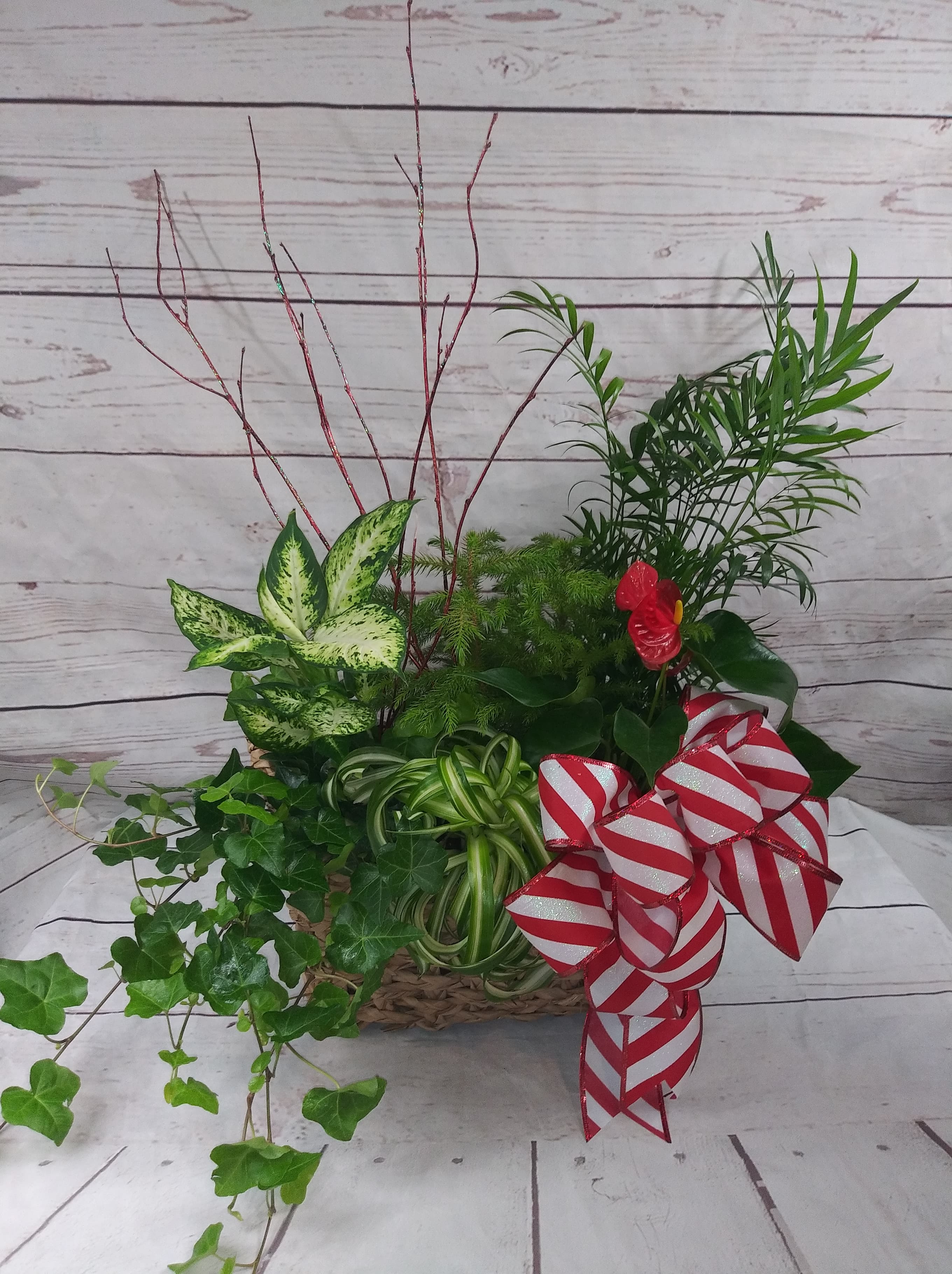 Mixed green plant arrangement with red ribbon bows in a woven basket