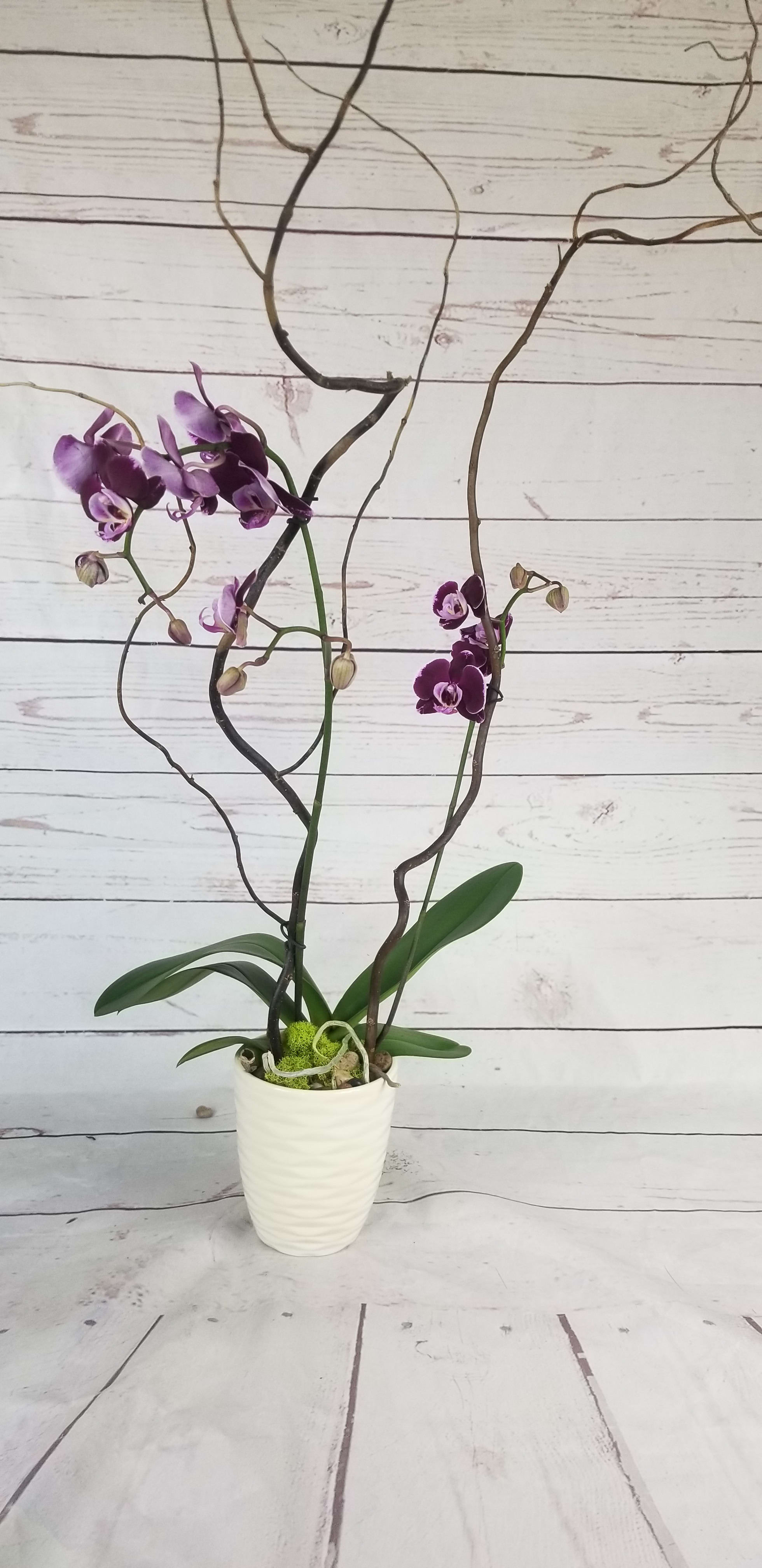 Purple orchids in a white pot with decorative branches