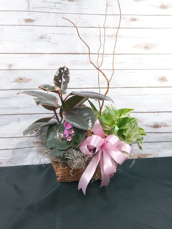 Potted plant arrangement in a wicker basket with a pink ribbon bow