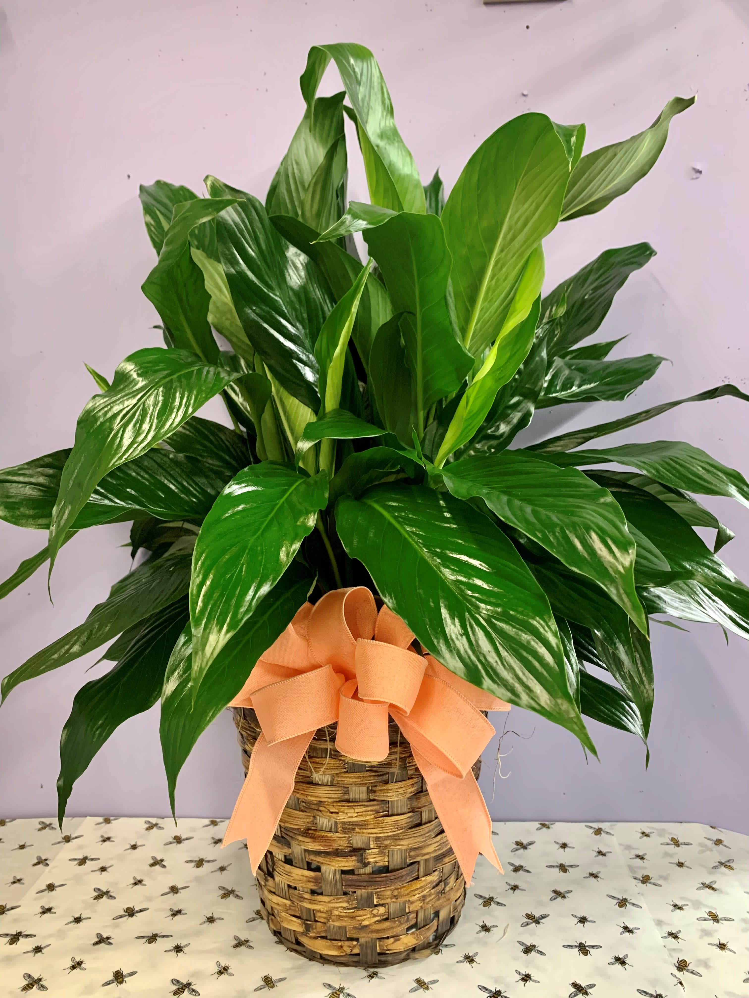 Potted green houseplant in a woven basket with a peach ribbon
