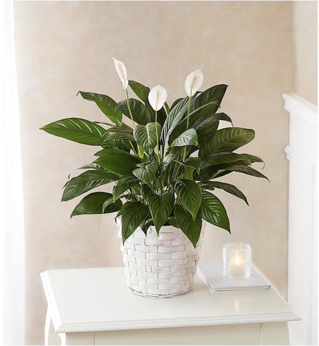Peace Lily Plant | Spathiphyllum - Like many plants, peace lilies carry symbolism. The peace lily's meaning is associated with sympathy, healing, hope, purity, and—naturally—peace. The plant is commonly given as a gift to those who have lost a loved one.  Its broad, dark green leaves, tall stem and white bracts create a calming presence in any space, while serving as a warm reminder that even though someone may be gone, their memory lives on.  This beautiful Peace Lily plant (Spathiphyllum) will bring elegance and content to any home. As well as being a certified peace symbol — thanks to their striking white flowers — they are also renowned for their air-purifying abilities. People often gift this plant as a sign of everlasting life to people facing loss or hardship.  Easy to care for, this indoor plant prefers partial shade and just a touch of water. They make a pretty addition to any bedroom, and improve air quality.  Note that peace lilies are toxic to pets and people if ingested,  so be mindful about where you place a peace lily in your house.  Please Note: Plants are living things; each one is slightly different, so the plant you receive may vary from the photo. This plant is delivered in a 10-inch diameter planter pot for easy transport and repotting.  Approx Dimensions: 36" H