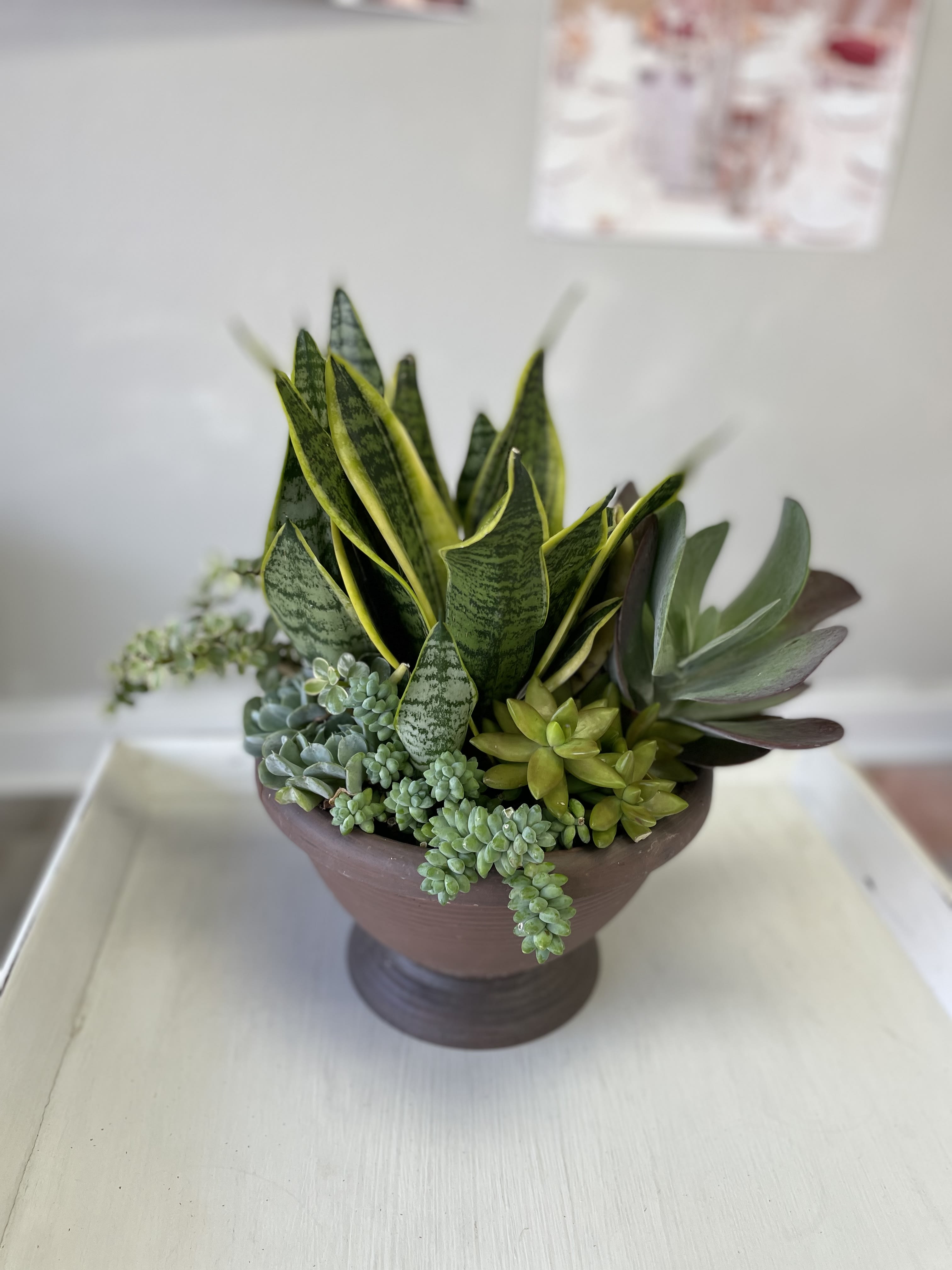 Succulent garden - A chic mix of succulents in a footed pot