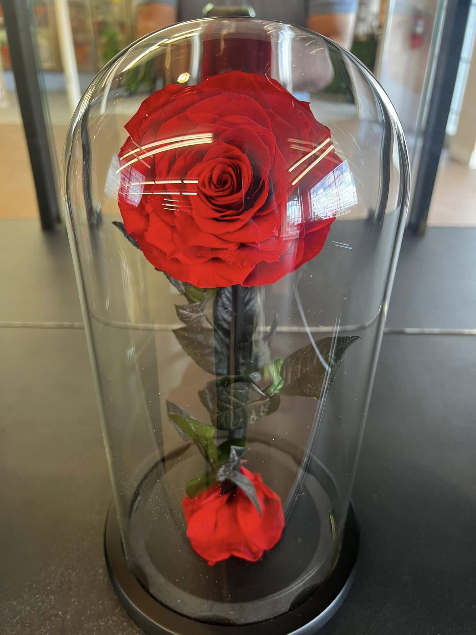Single red rose under a clear glass dome