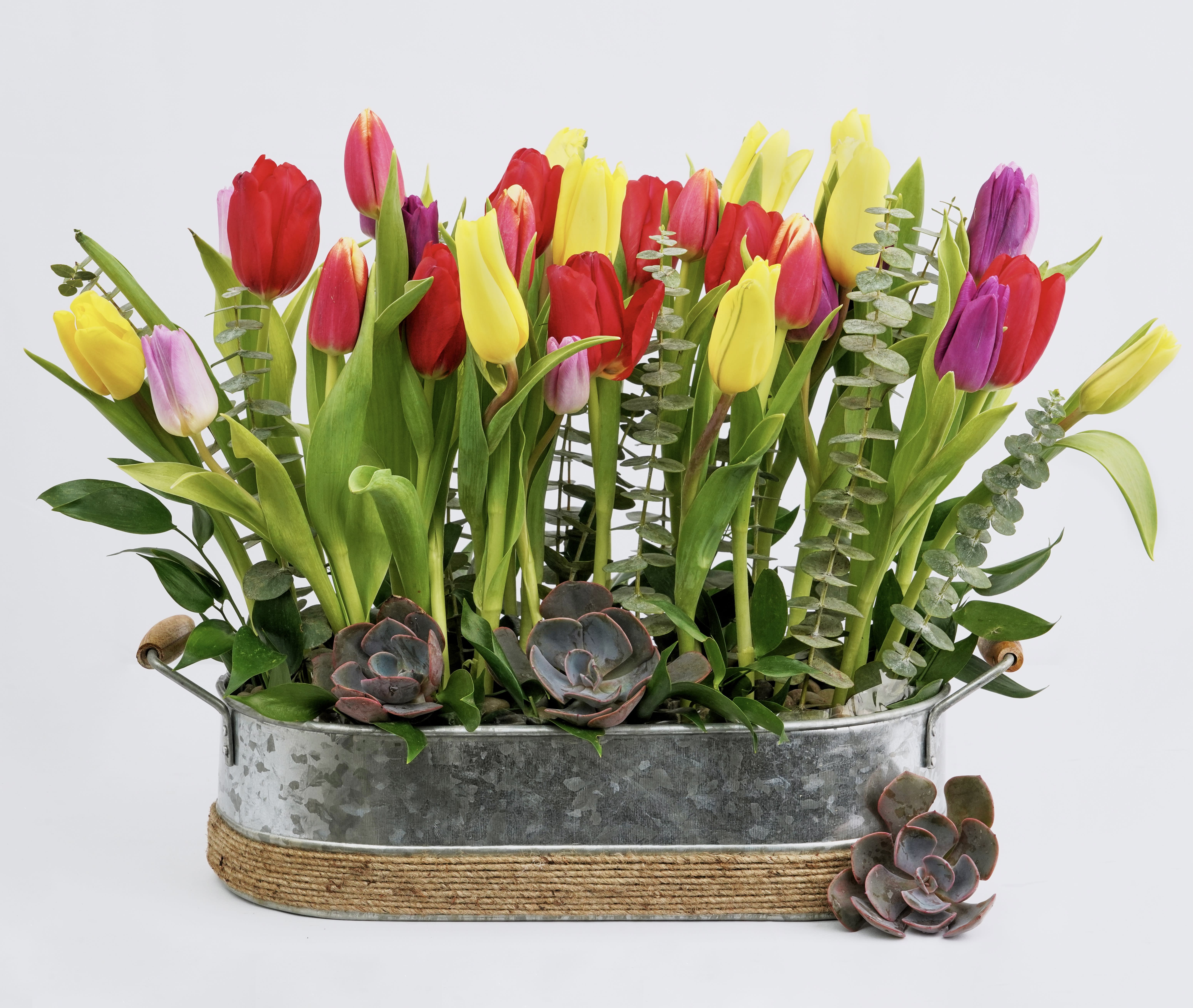 Mixed tulips in a metal tub with succulents